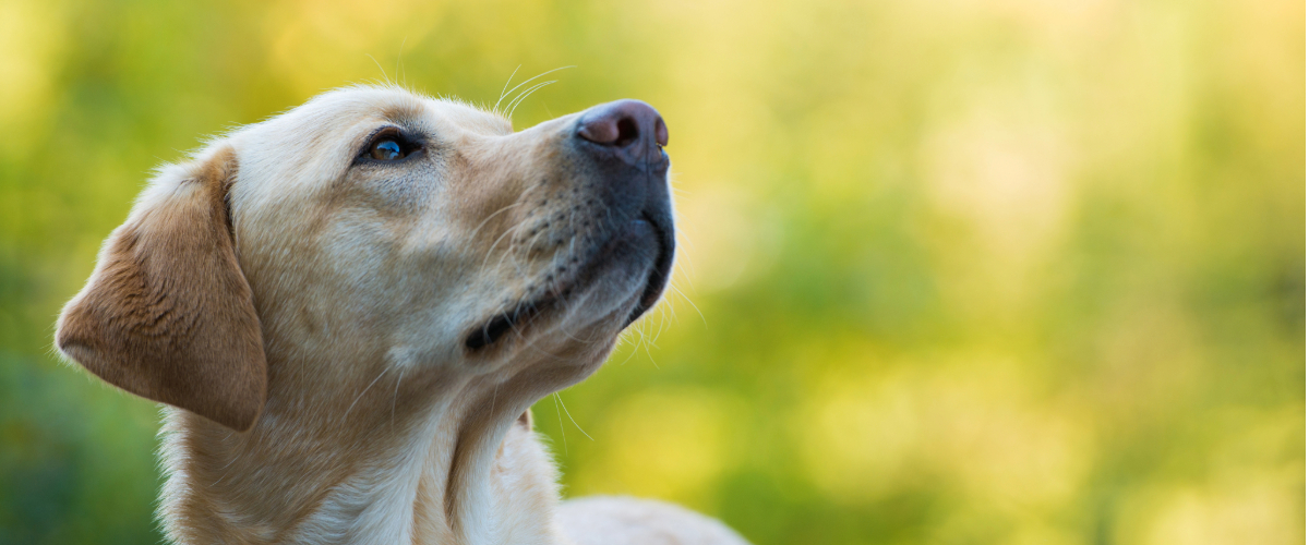 Hund, Labrador Retriever, Haustier, Welpe