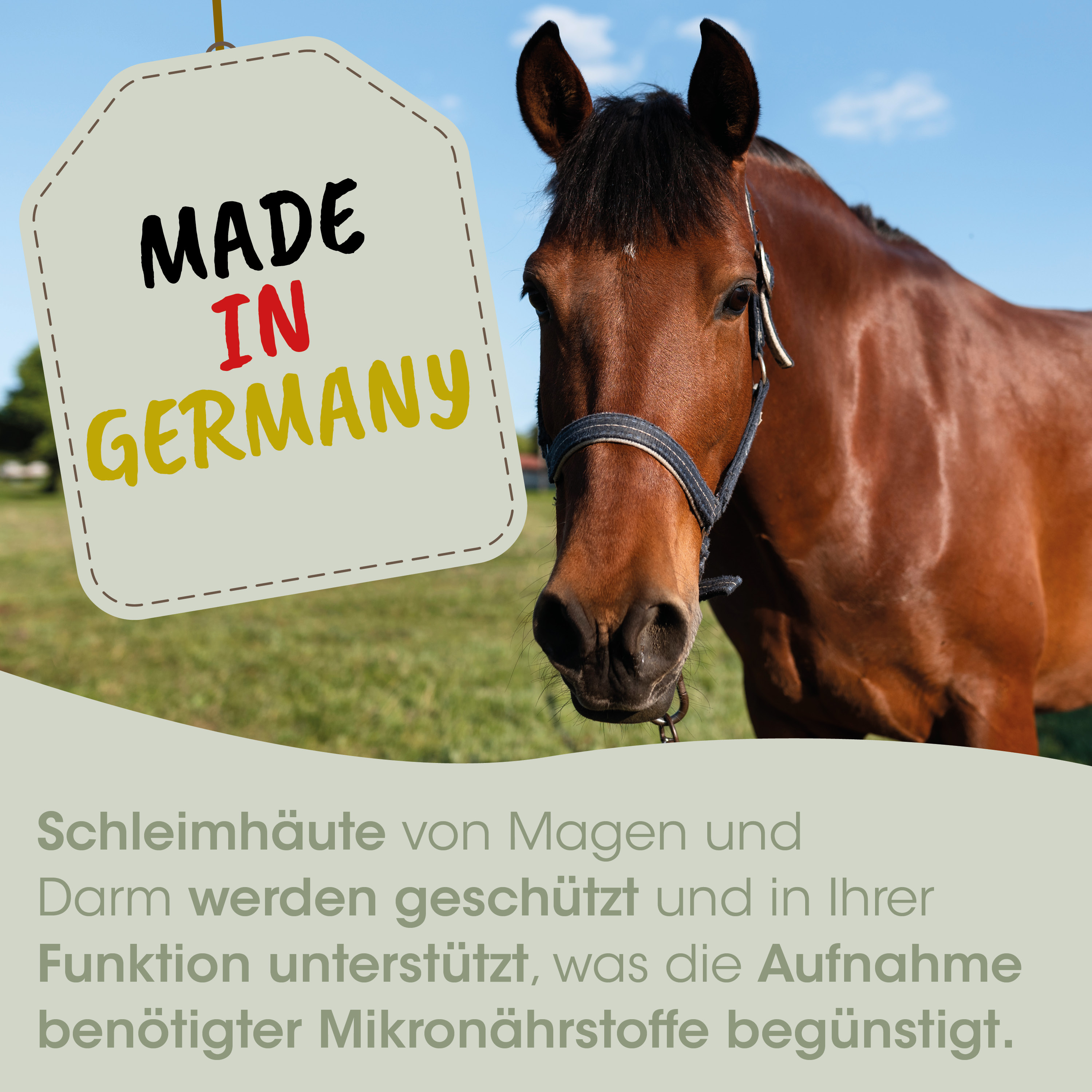 Pferd, Halfter, Braun, Haut, Aufkleber