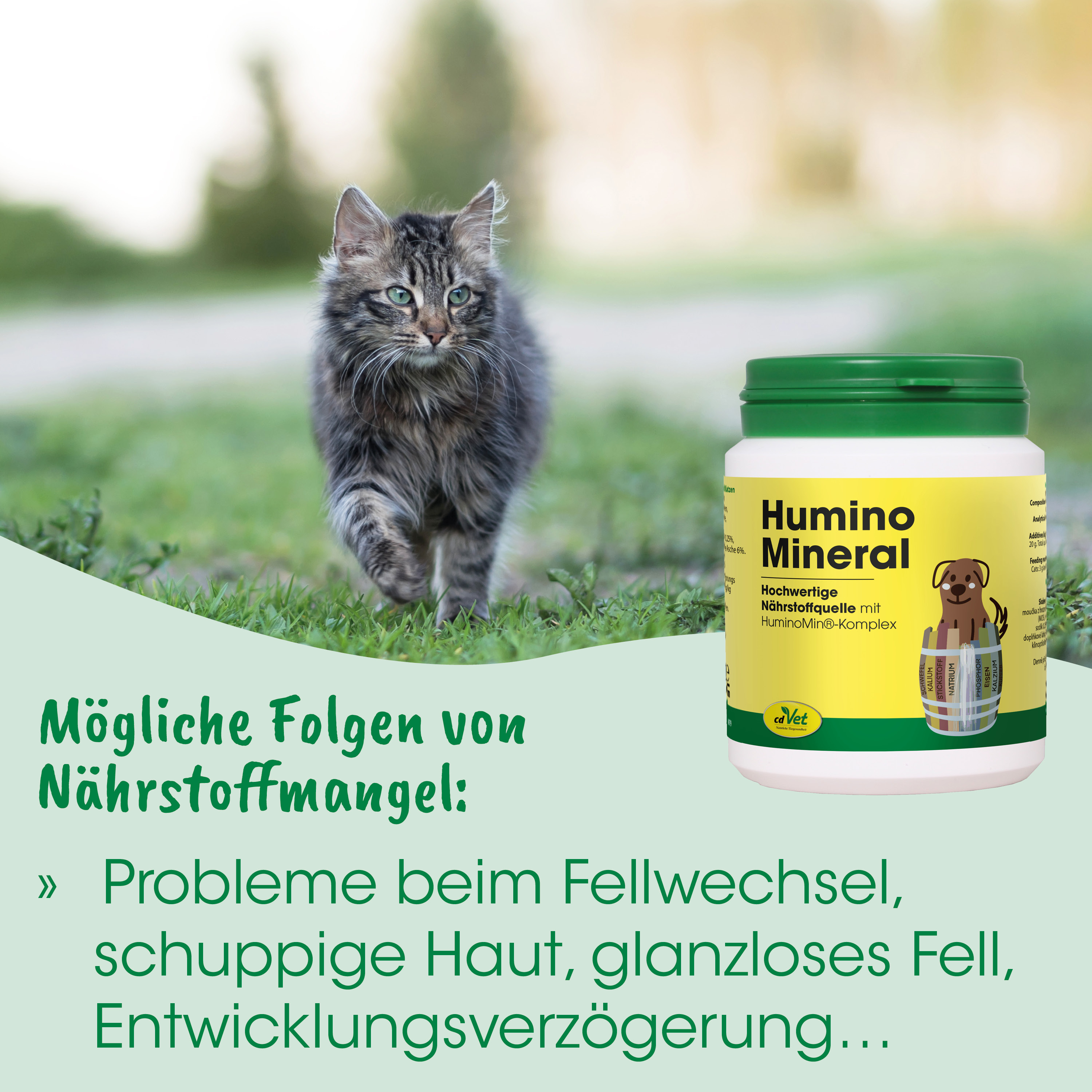 Katze, Draußen, Grün, Mineralergänzung, Behälter