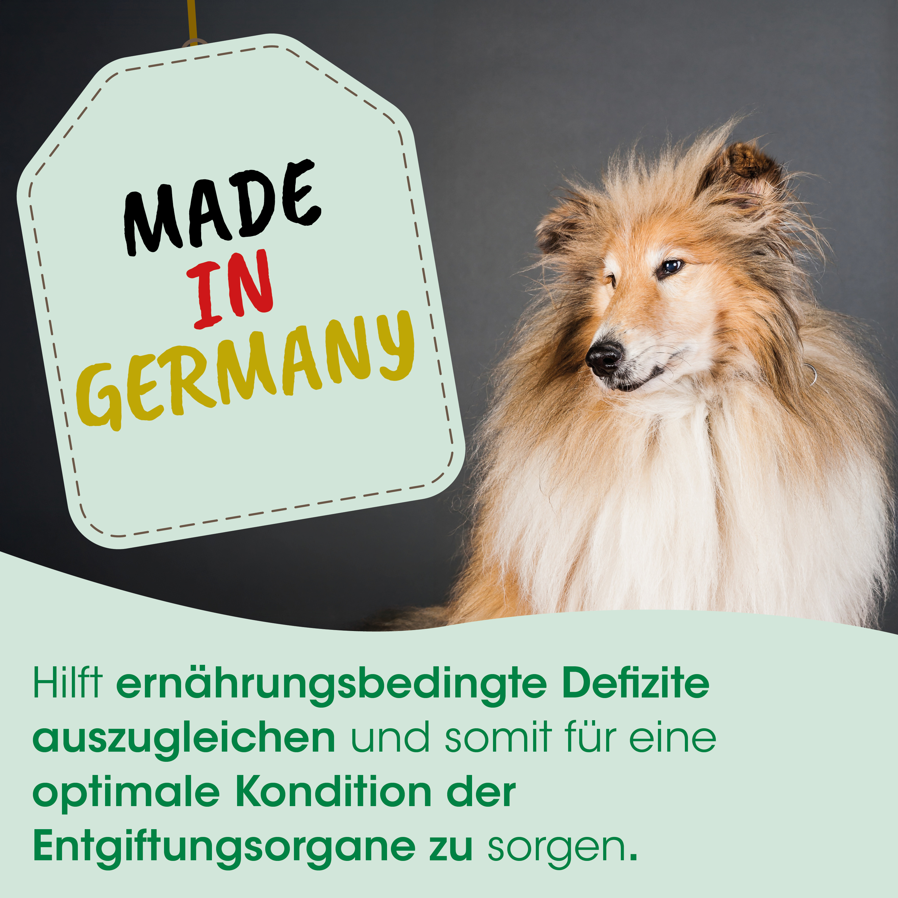 hund, collie, langhaarig, fell, anhaenger