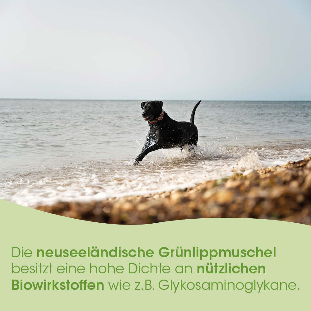 Hund, Schwarz, Körper, Lauf, Meer