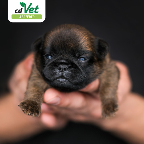 Hund, Säugetier, Haustier, Welpe, Person