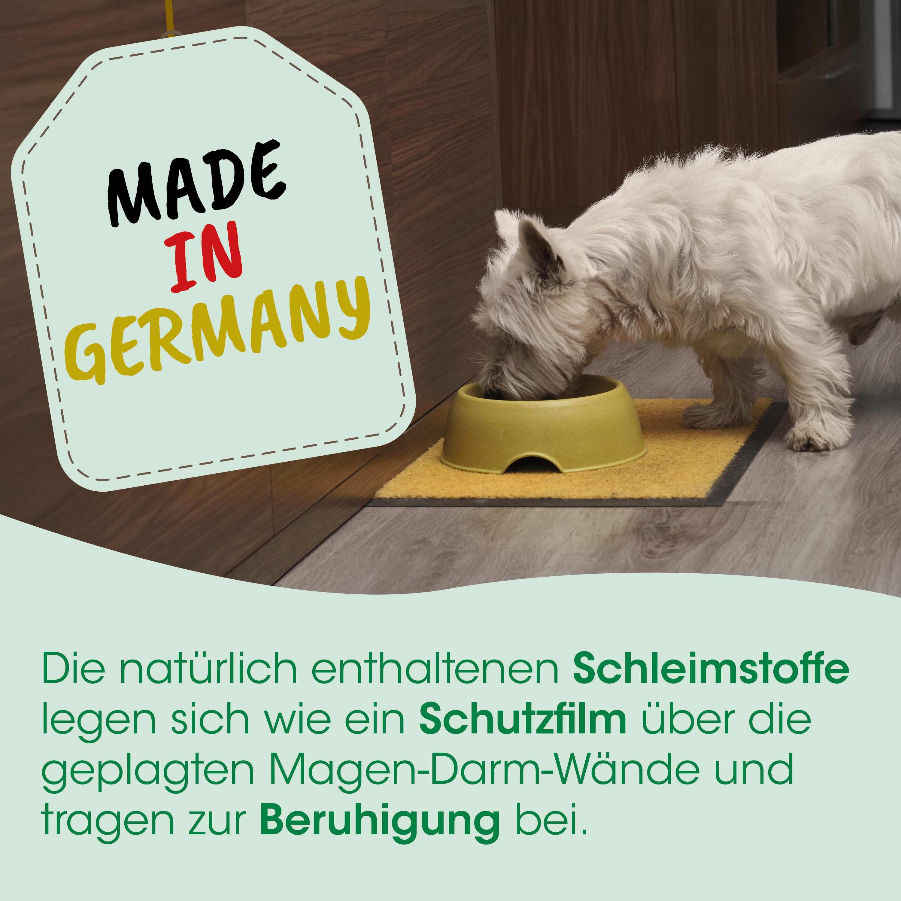 hund, haustier, futternapf, napf, wohndekor