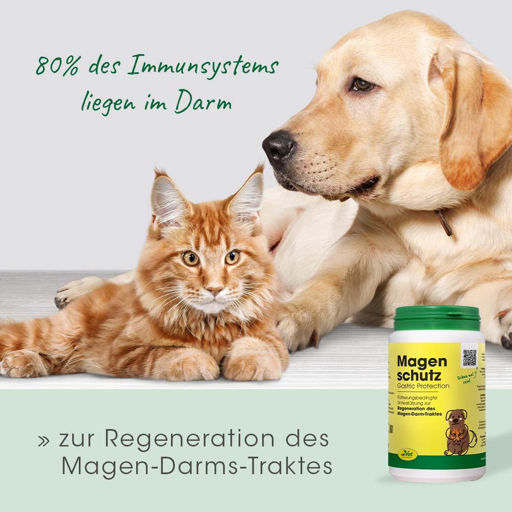 Protection Gastrique