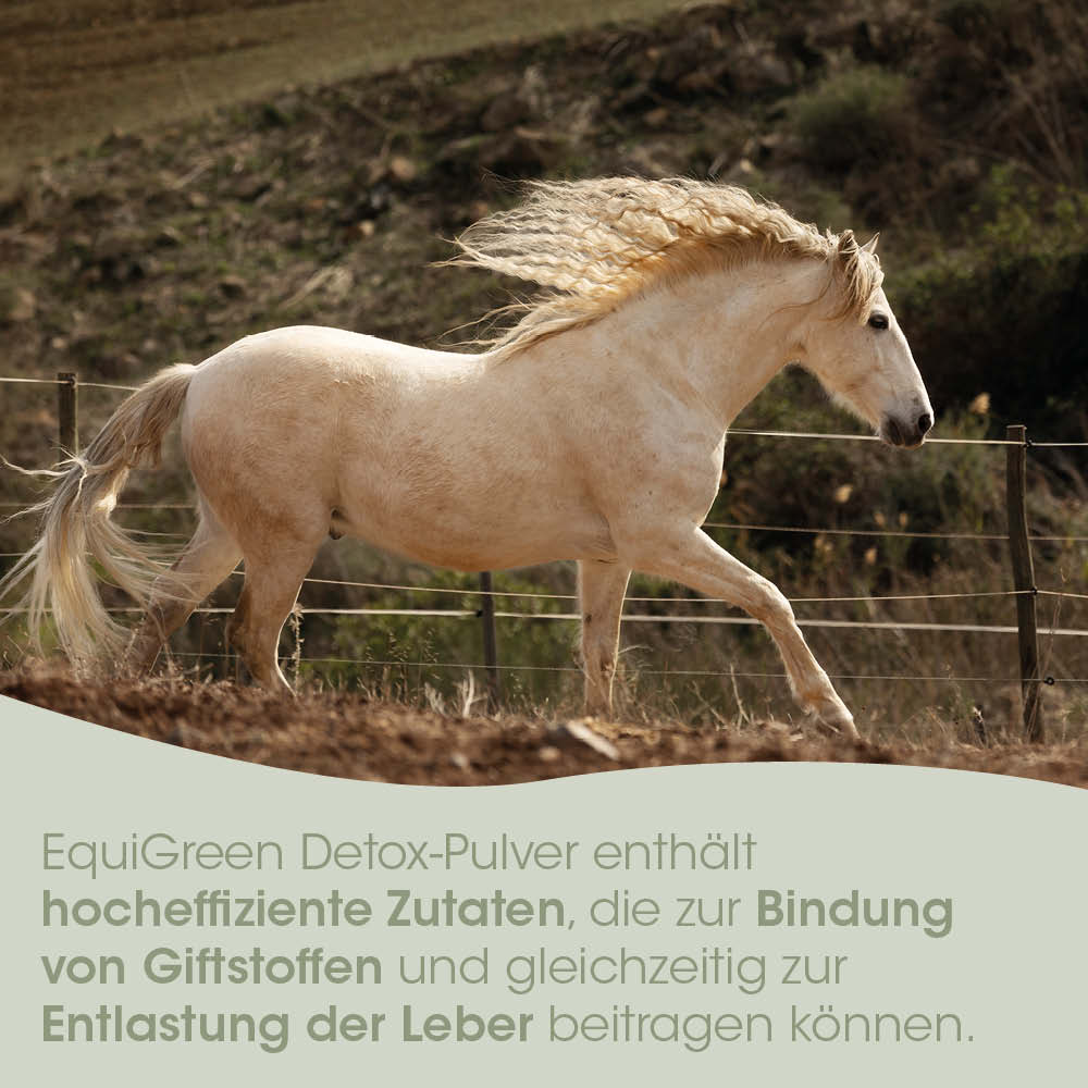 Pferd, Palomino, Pferd im Feld, mähnenwehen?, Zaun