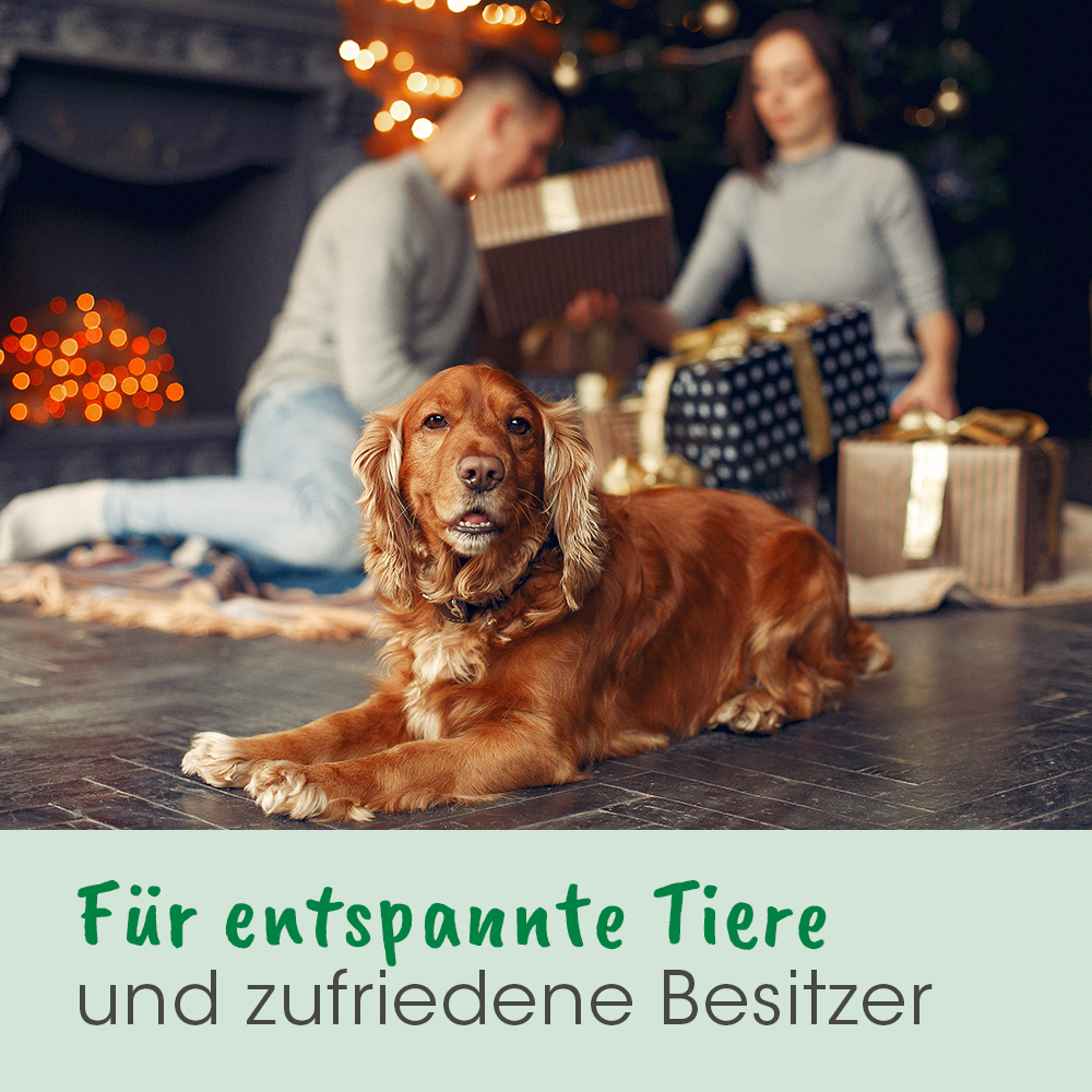 Hund, Person, Erwachsener, Weiblich, Frau