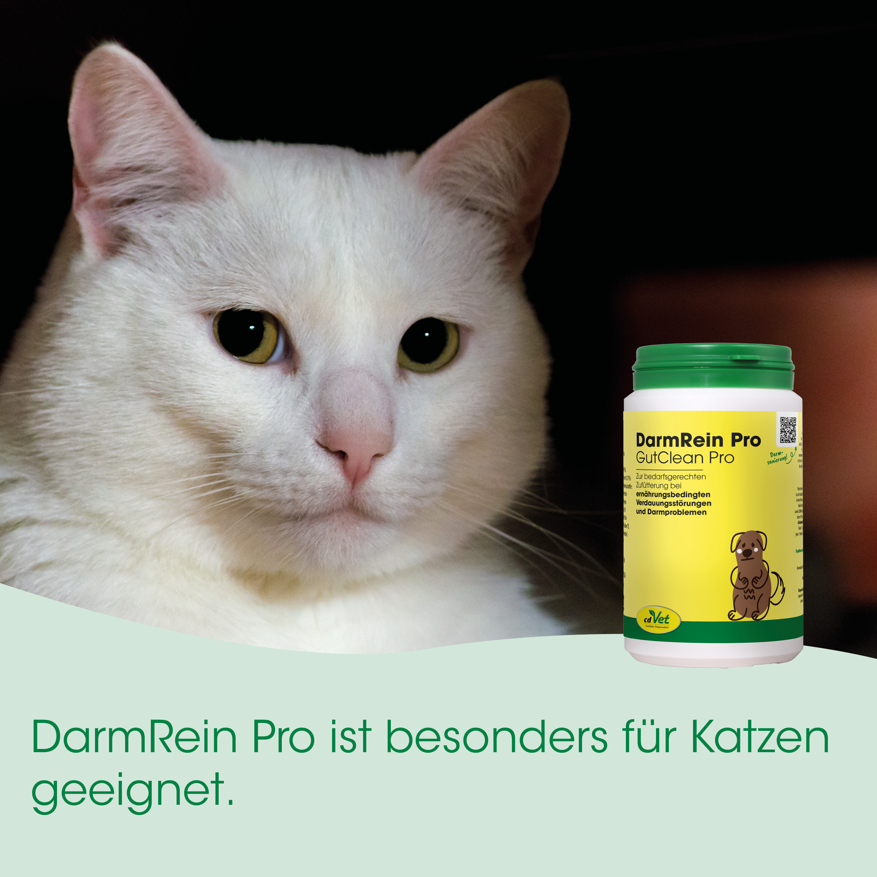 Katze, Weiß, Tierarzt Medizinprodukt, Nahrungsergänzung, Darmgesundheit