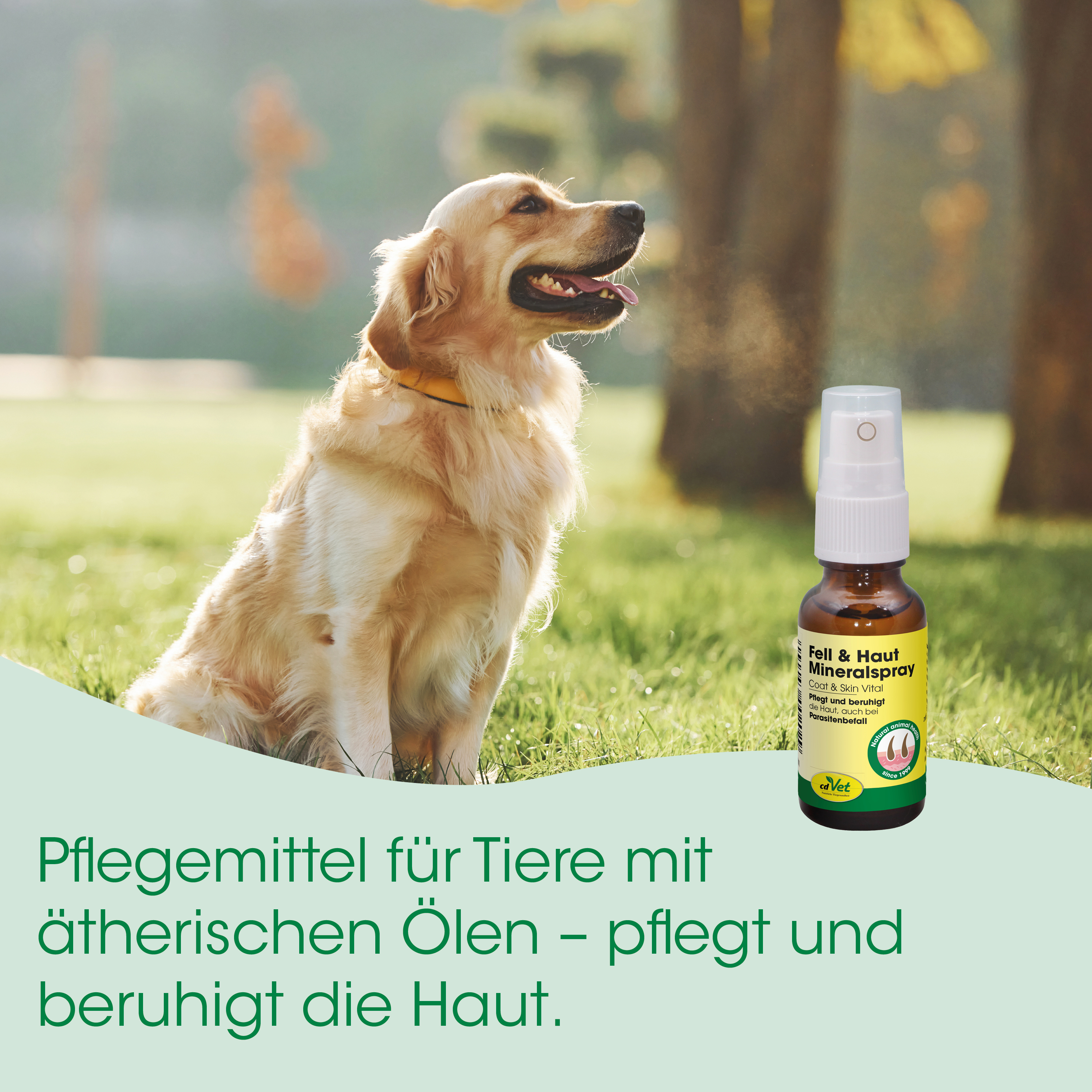 Hund, Golden Retriever, Pflegeprodukt, Fellpflege, Öle
