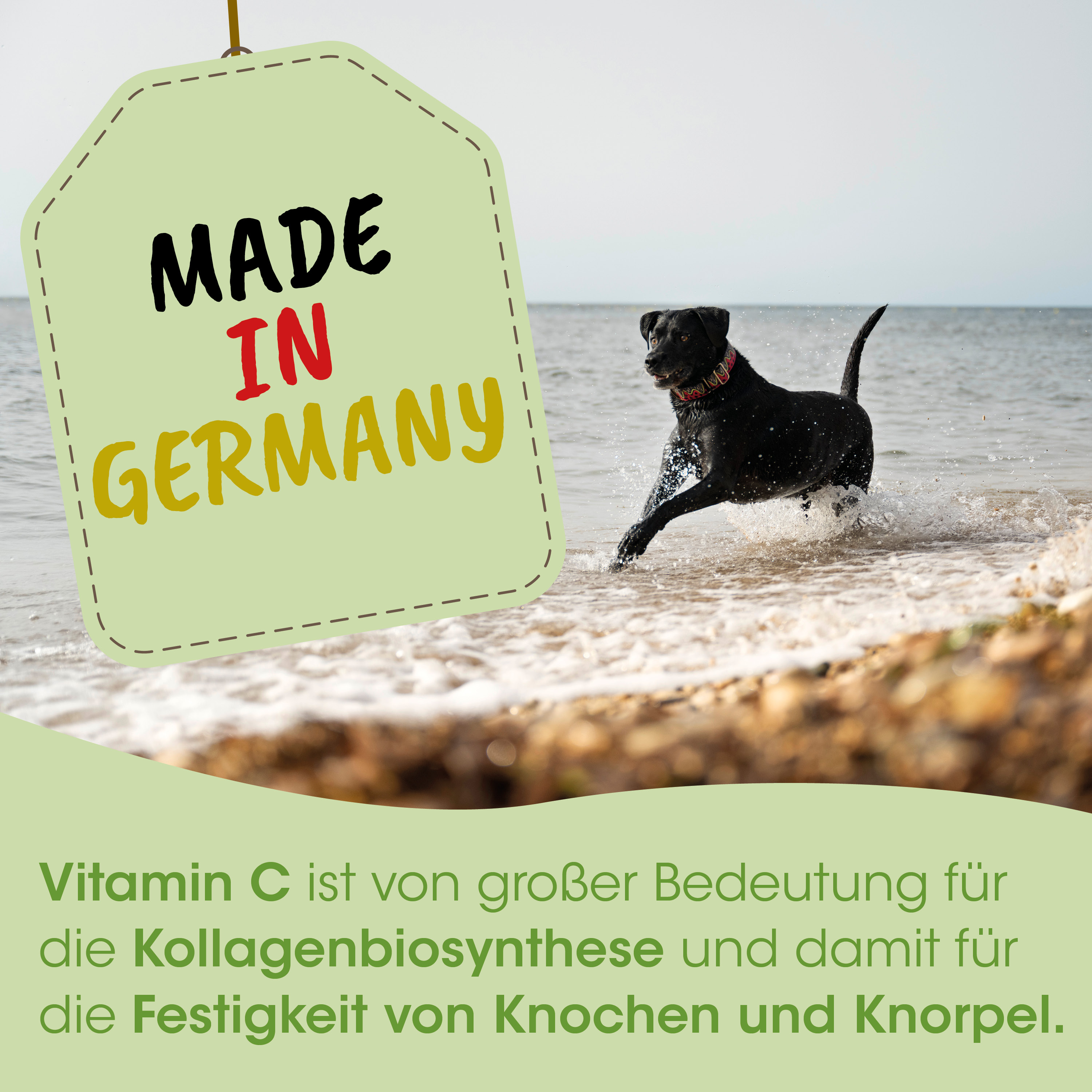 Hund, Halsband, Tagelicht, Schwarz, Laufend