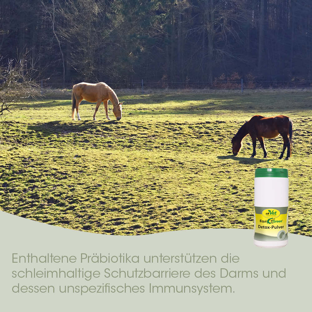 pferde, weide, gras, detox-pulver, tierarztprodukt