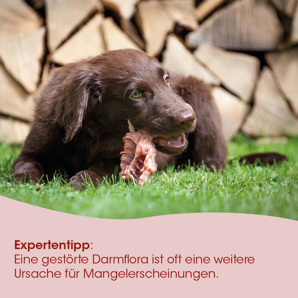 Hund, Knochen, Tierfutter, haariges Fell, Gras