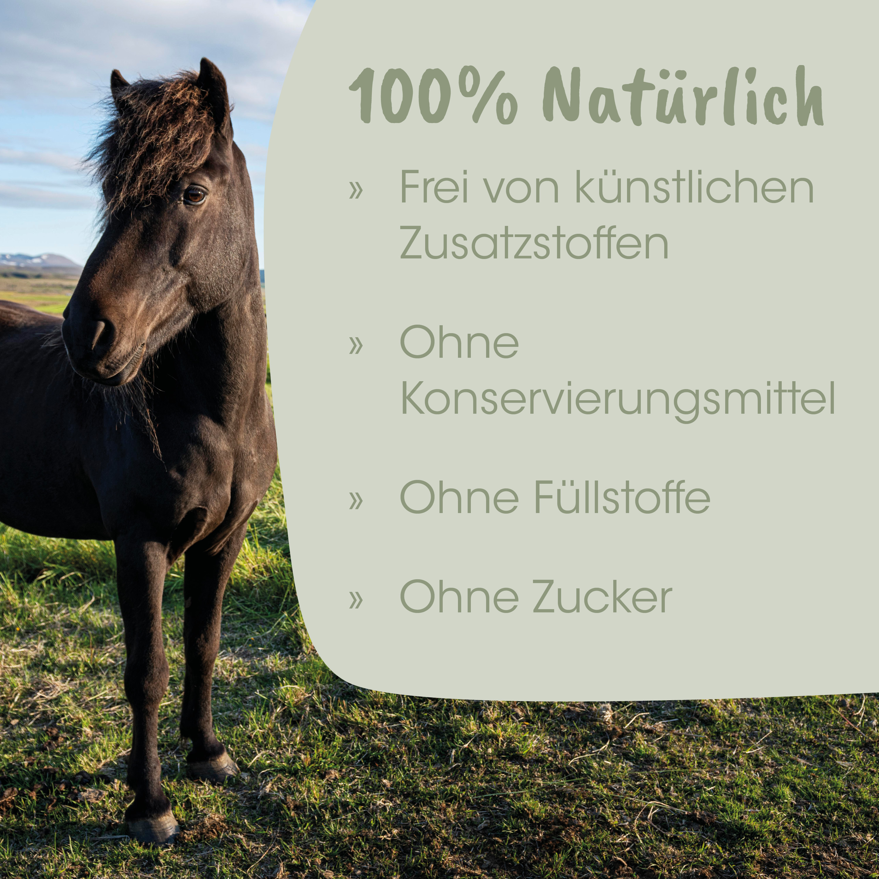 Pferd, Schwarzes Pferd, Pferdekopf, Grasland, Außenbereich