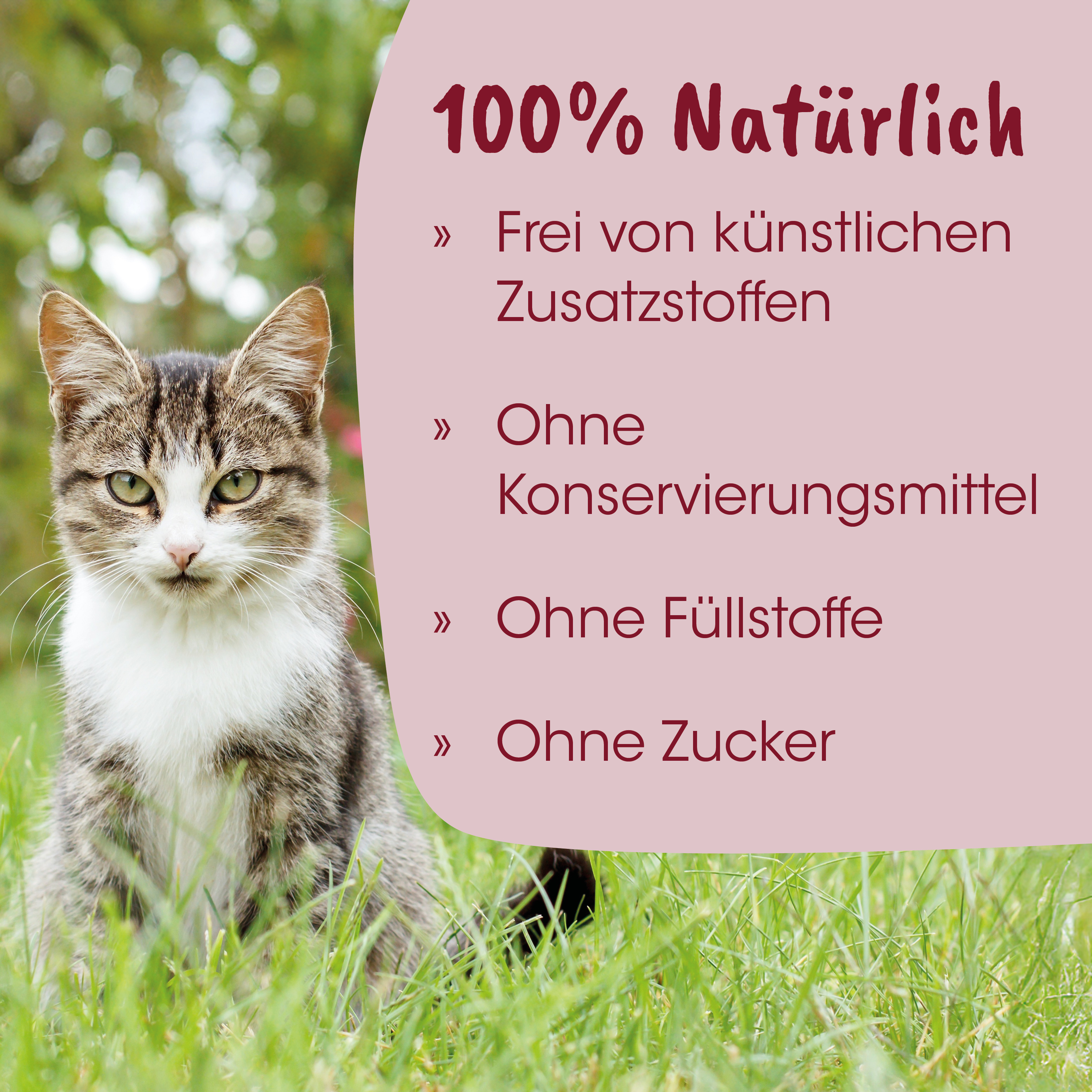 katze, gestromt, haustier, gras, außenbereich