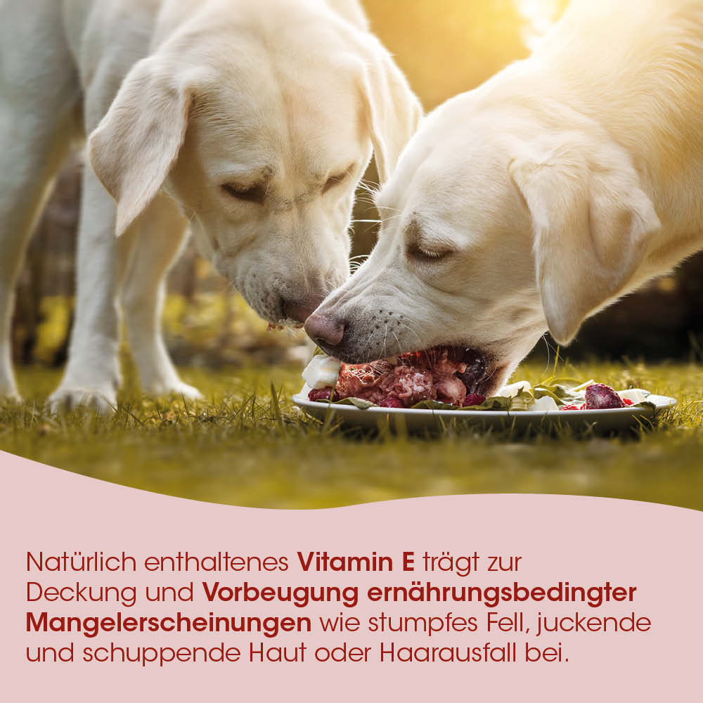 Hund, Futterschüssel, Fleisch, Beißende Hunde, Hundeernährung