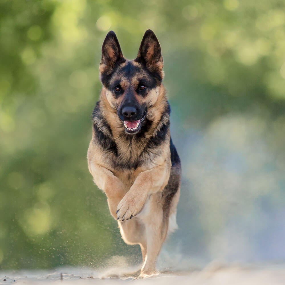 Tier, Hund, Deutscher Schäferhund, Haustier