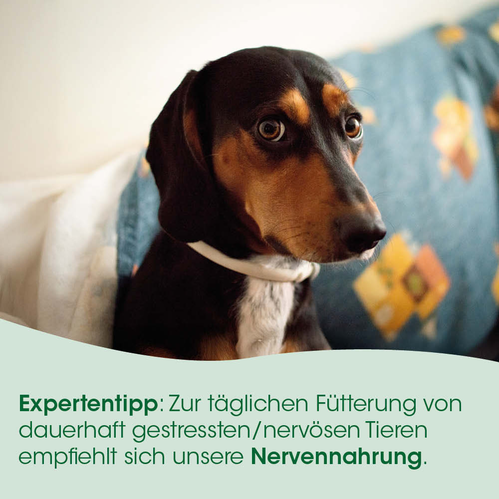 Dackel, Hund, Collie, Tierfutter, Halsband