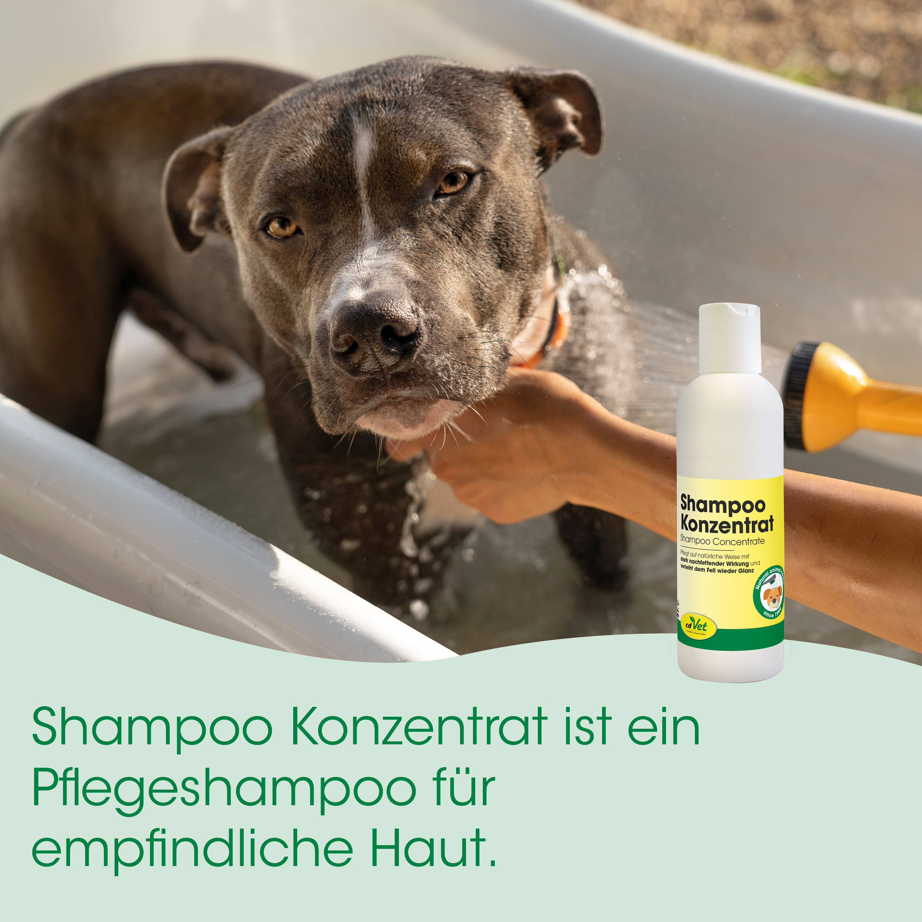 Hund, Shampoo, Pflege, Haut, Hundeshampoo