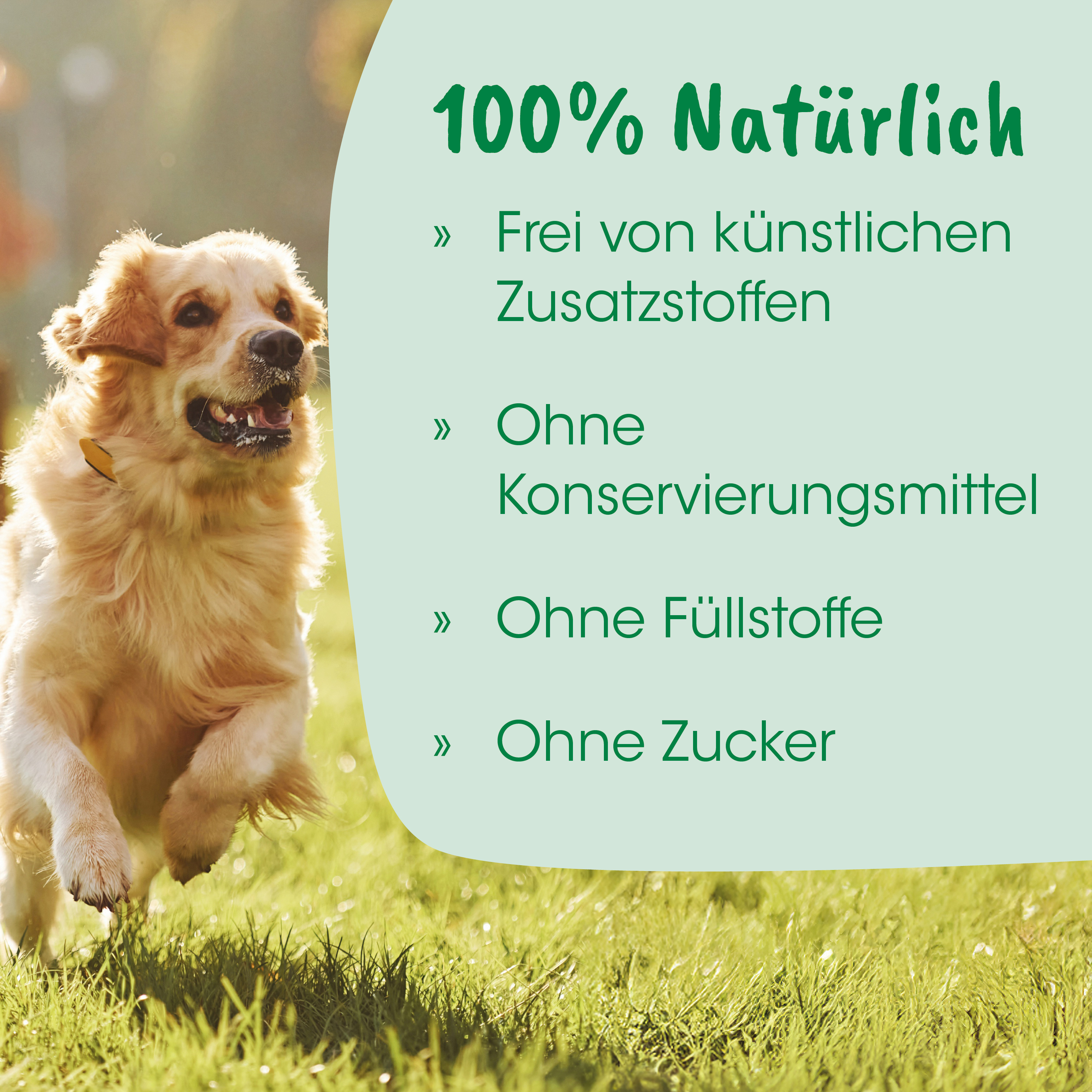 Hund, Golden Retriever, Halsband, Außenbereich, Lauf