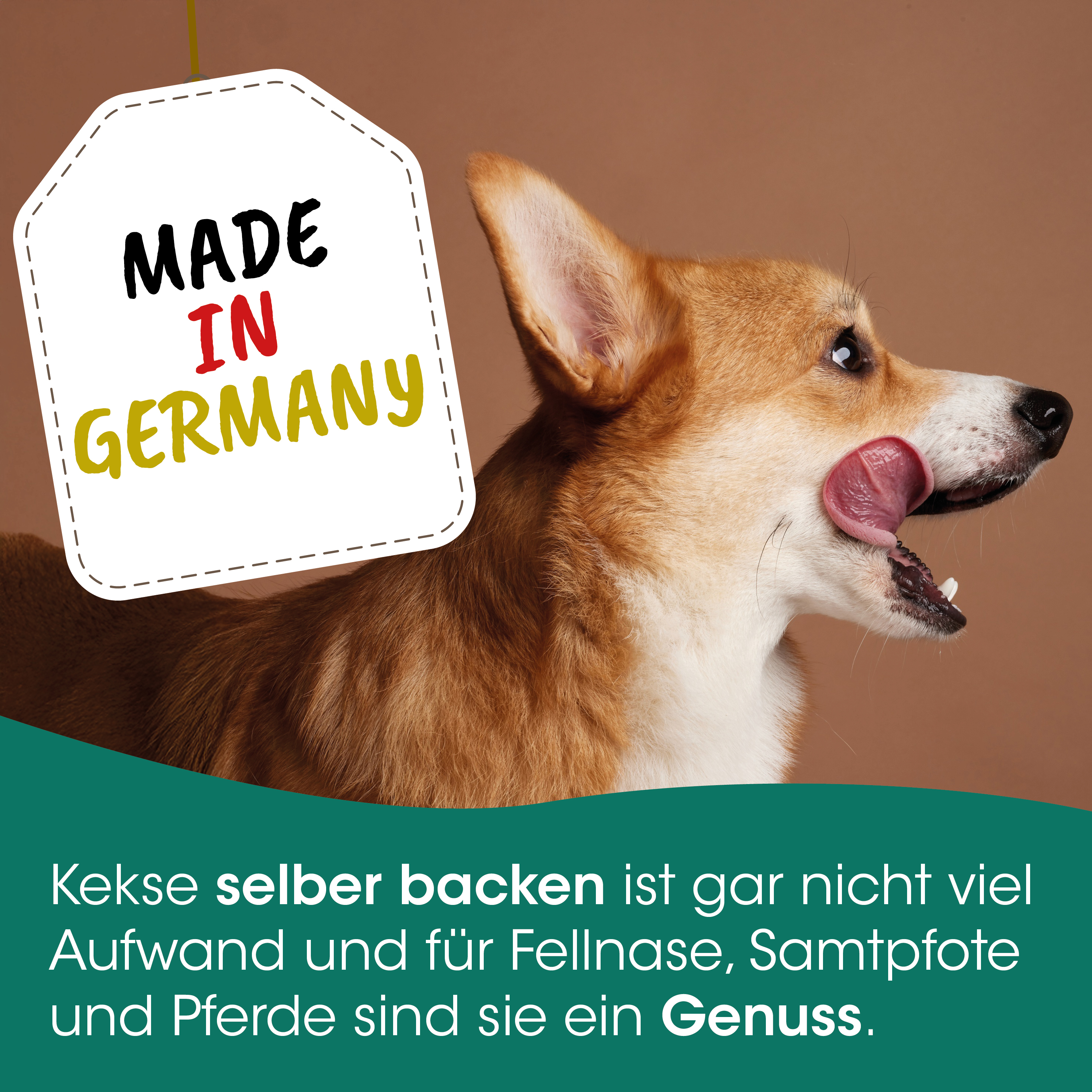 Hund, Tierisch, Keks, Selfie, Germany