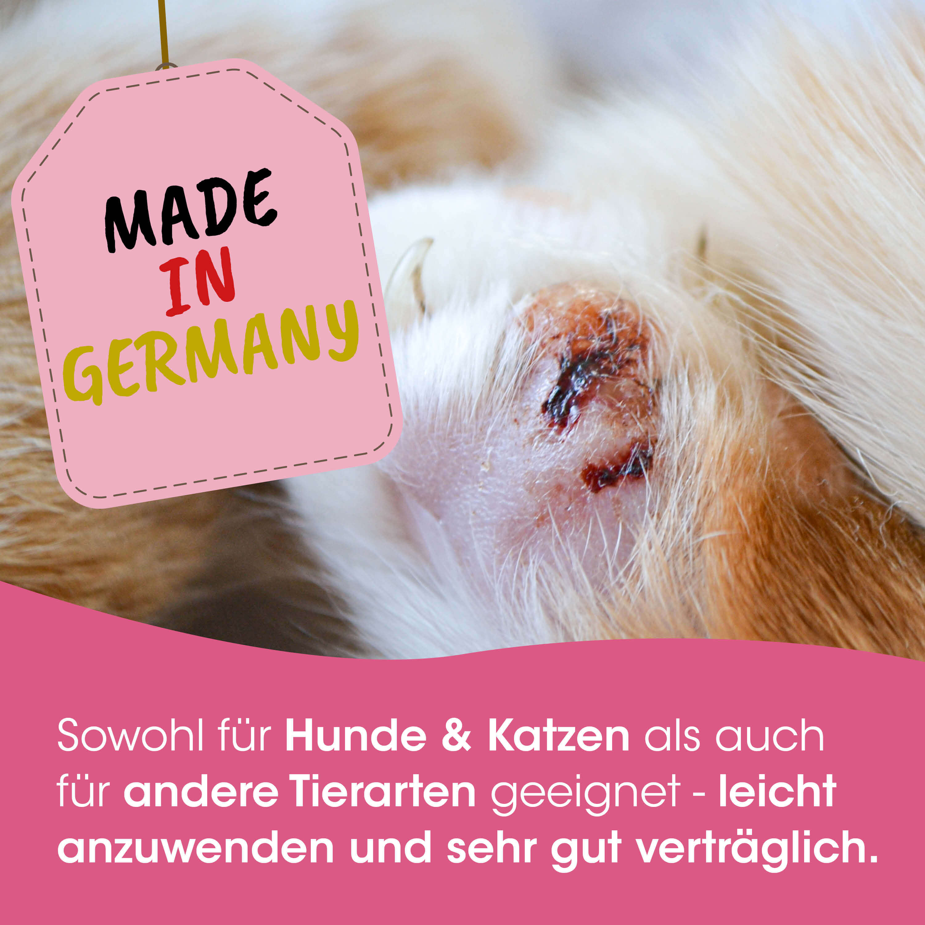 hund, ohrenverletzung, roter pinker tag, made in germany, tierpflege