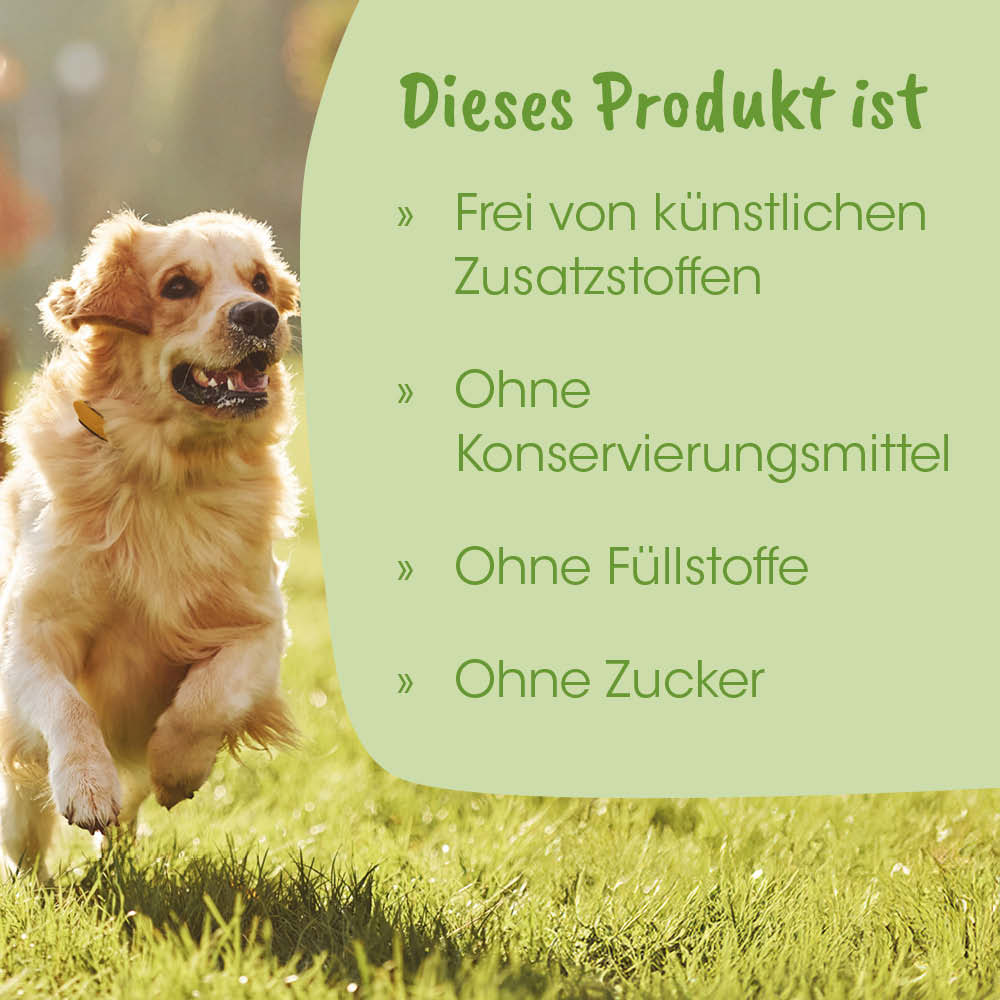 Hund, Goldener Retriever, Tierbild, Laufendes Tier, Grasfeld