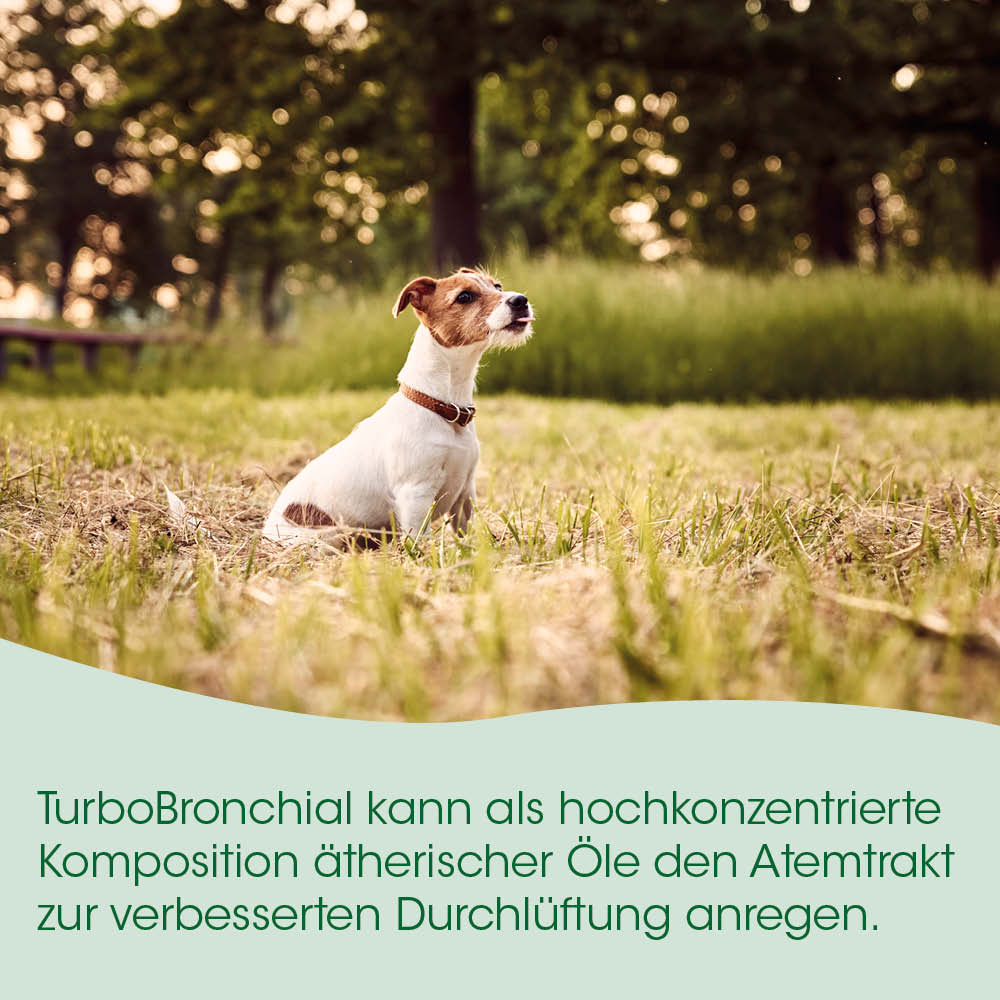 Hund, Halsband, im Freien, Feld, Gras