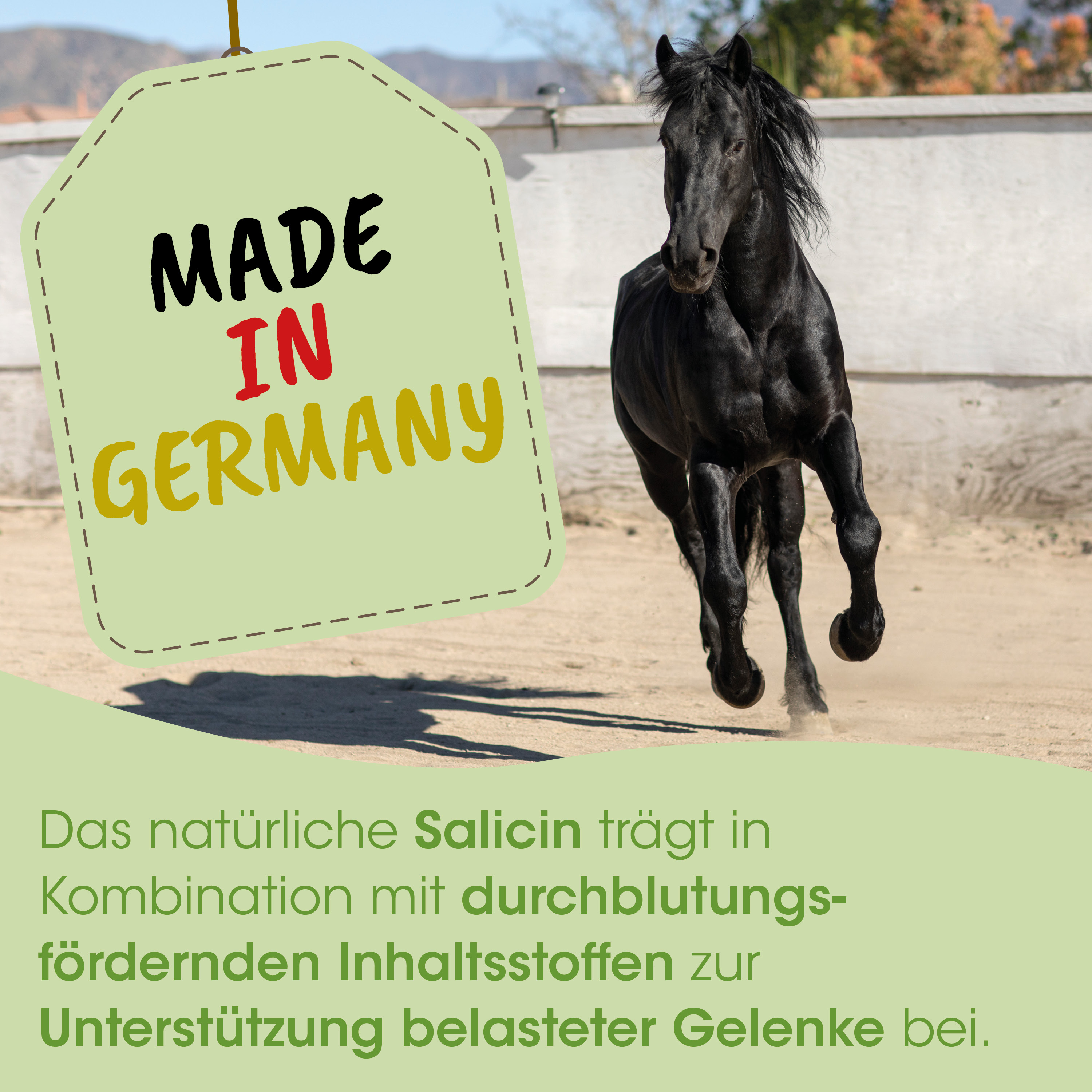 Pferd, schwarz, Springpferd, laufend, Schnappschild