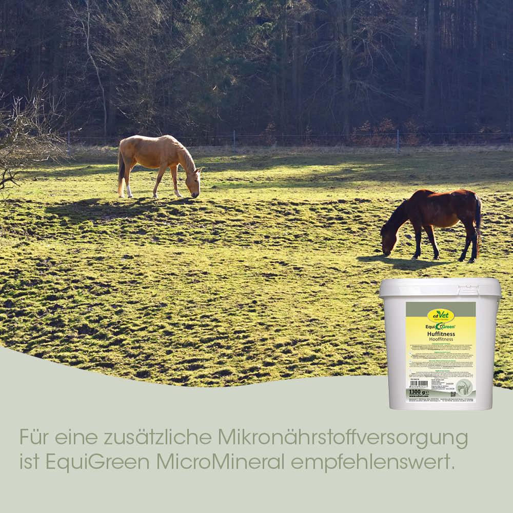 Pferd, Wiese, Weide, Futterbehälter, Mikronährstoff, Hoftitness, EquiGreen, Mineralfutter