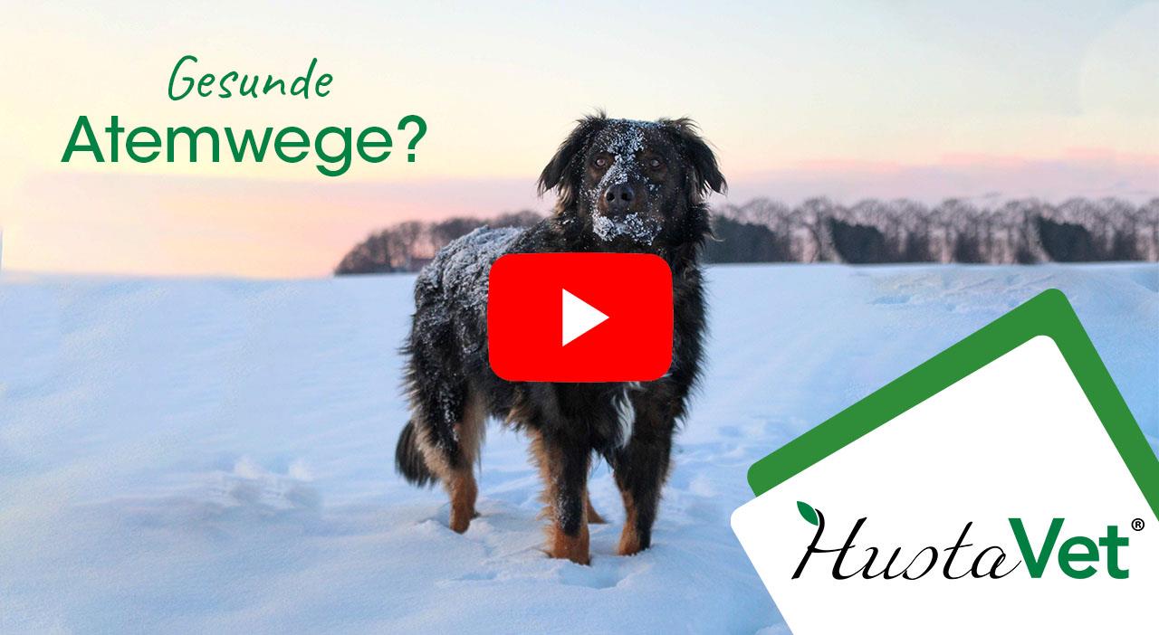 Tier, Hund, Säugetier, Haustier