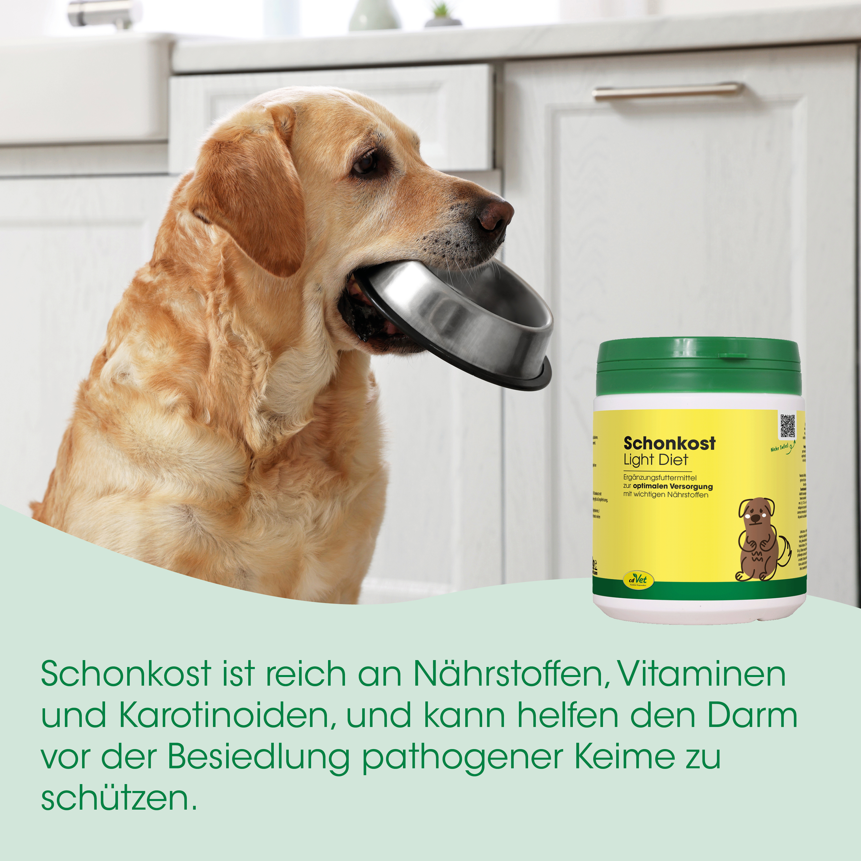 Hund, Hundefutter, Ernährung, Kot/protein?