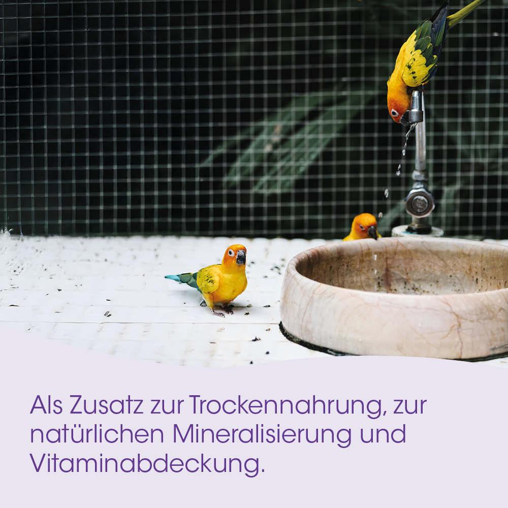 Sittich, Papageien, Vogeltränke, Wasserhahn, Futterstation