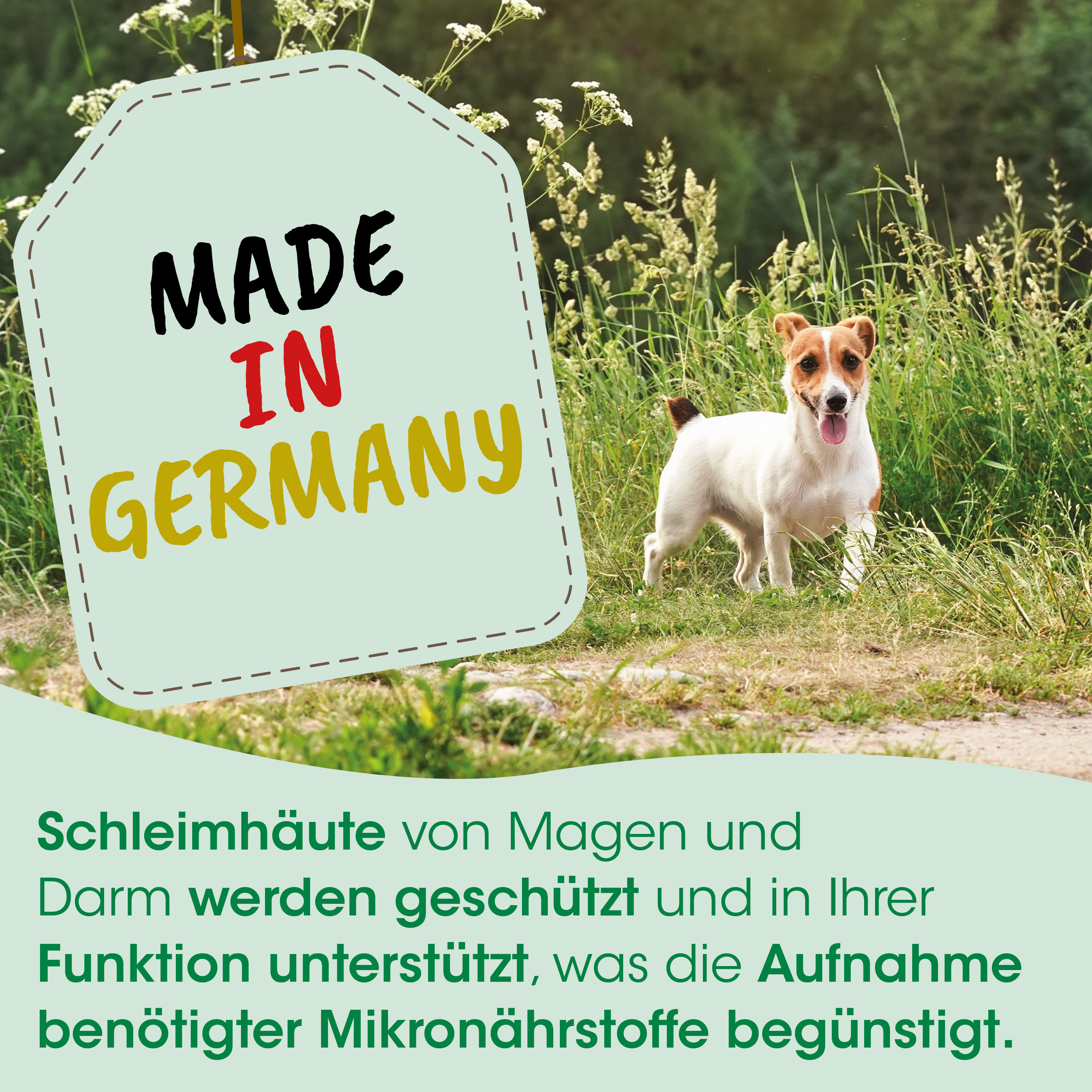 hund, jack russell, weiß braun, im freien, anhänger
