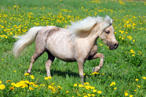 Feld, Grünland, Colt Horse, Pferd, Blume