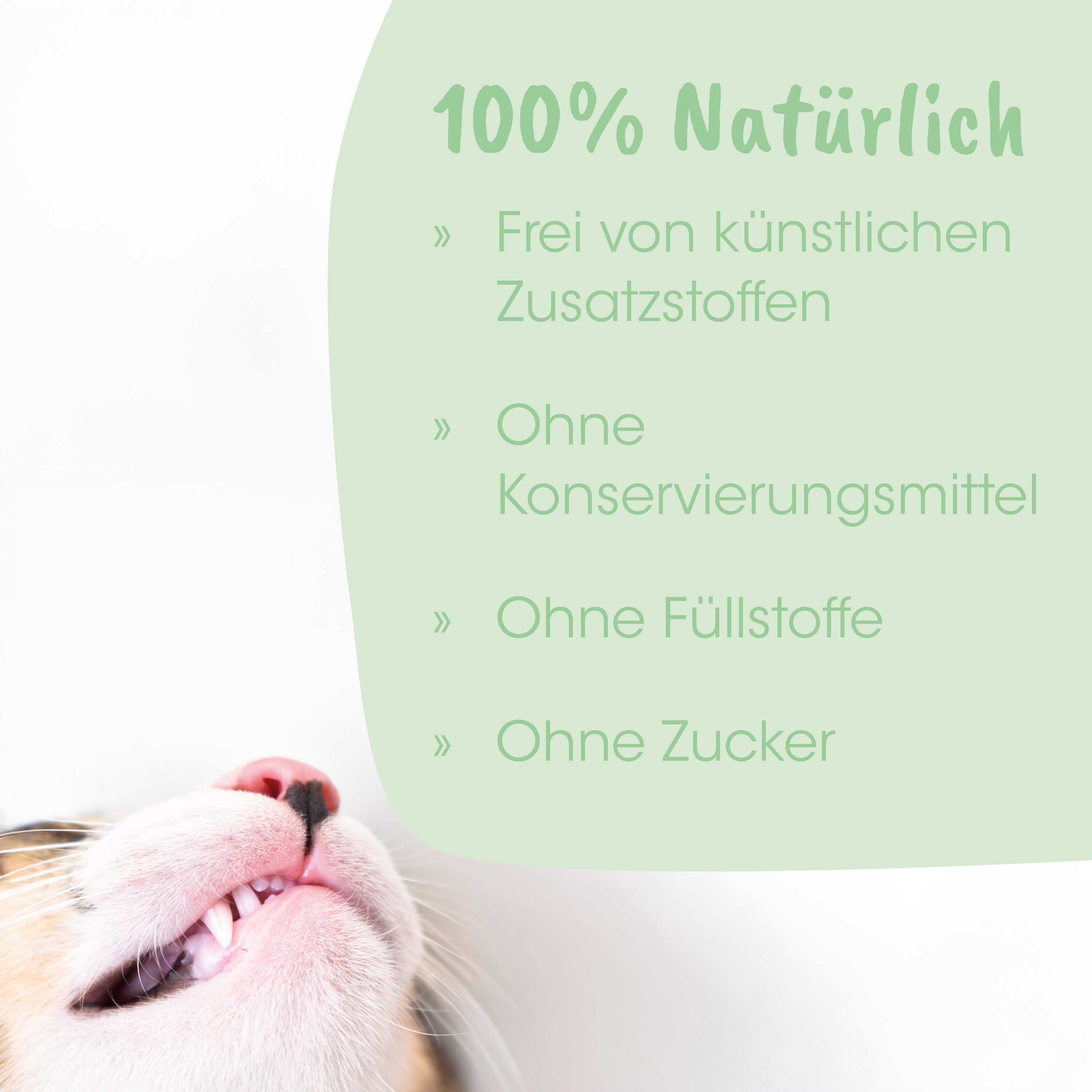 Katze, Katzengesicht, Zähne, Schnurrhaare, Nase