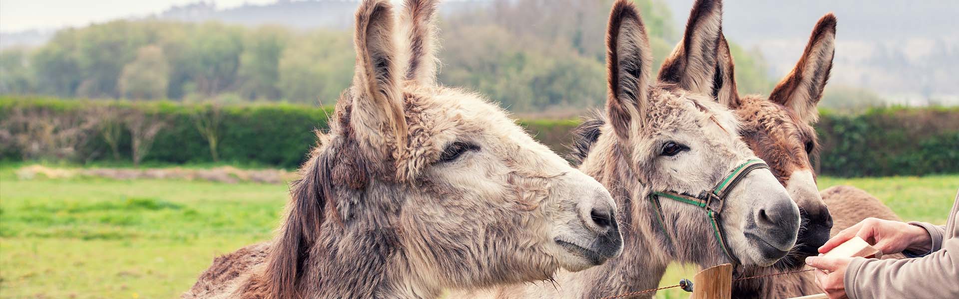 Friandise chevaux Baies d'églantier 2 kg Acheter - Aliments pour