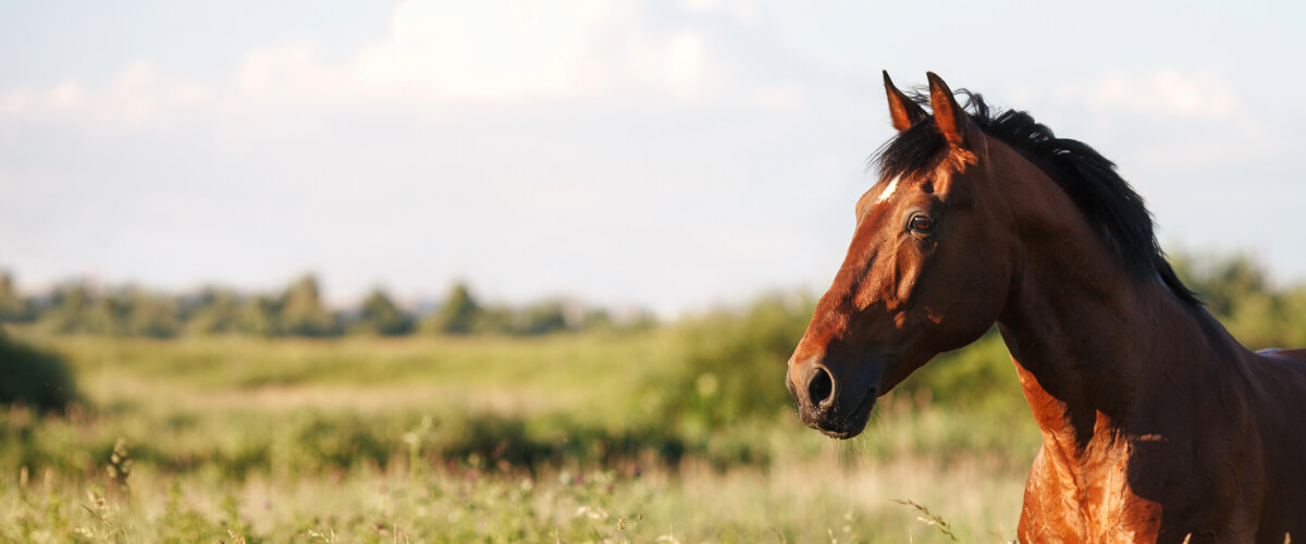 Tier, Colt Horse, Pferd, Säugetier, Grünland