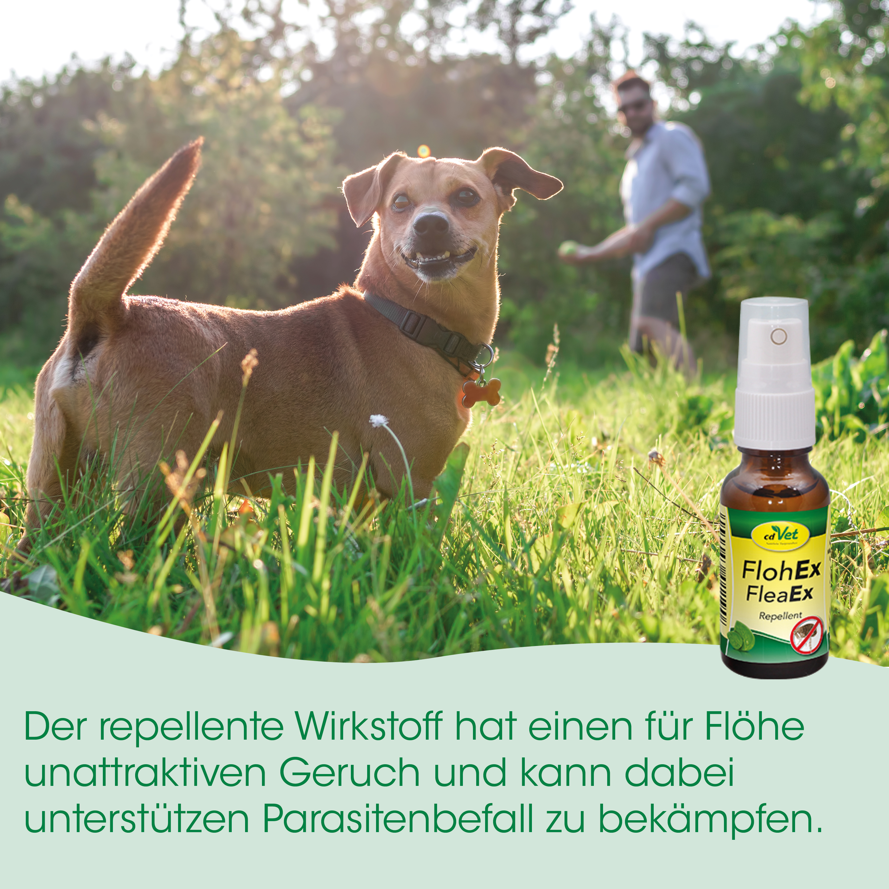 Hund, Hundespiel, Gelbgrün, Flasche, Spray