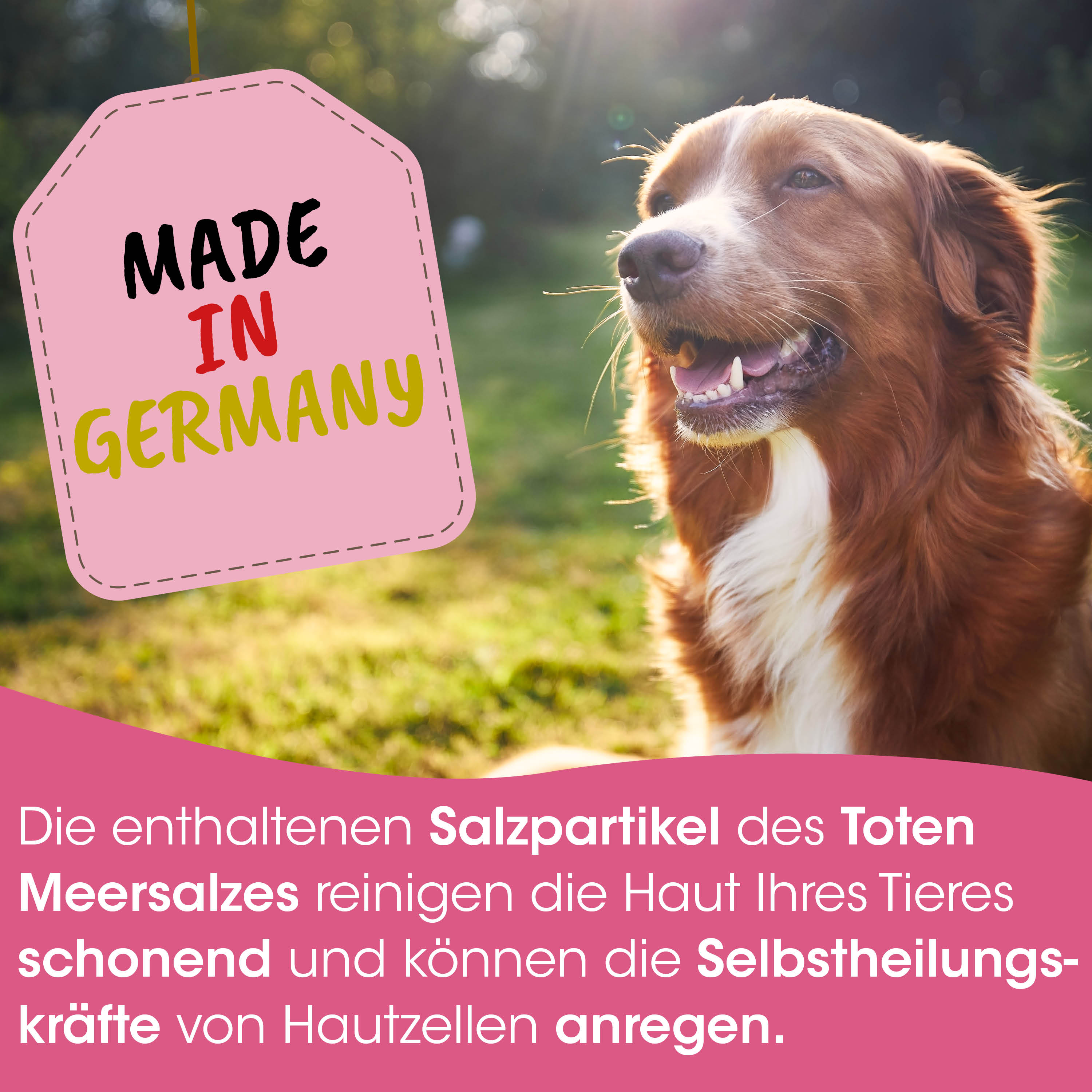 Hund, Hunde-Foto, brauner Hund, Hund, Tier