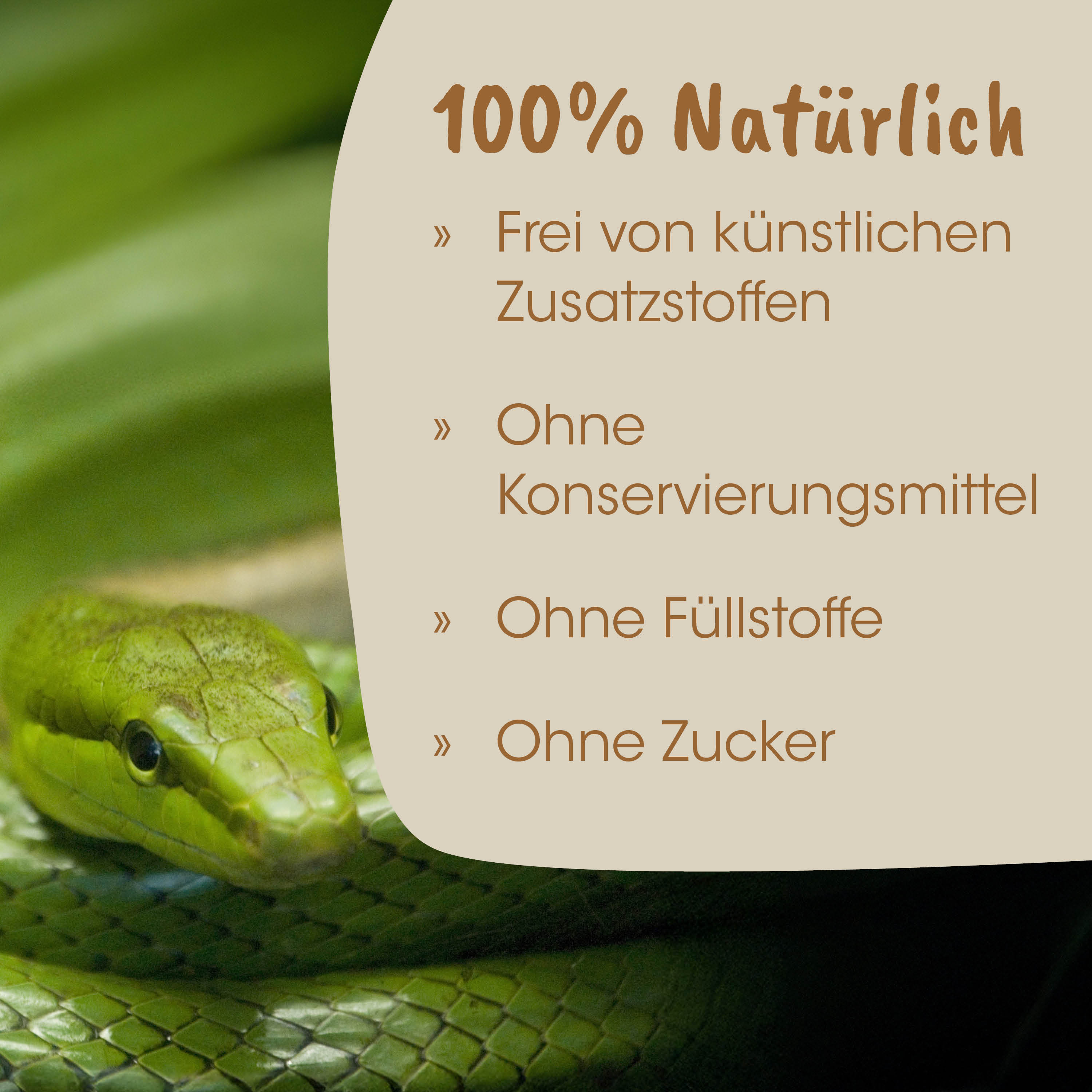 Schlange, Grün, Schuppen, Kopf, Nahaufnahme
