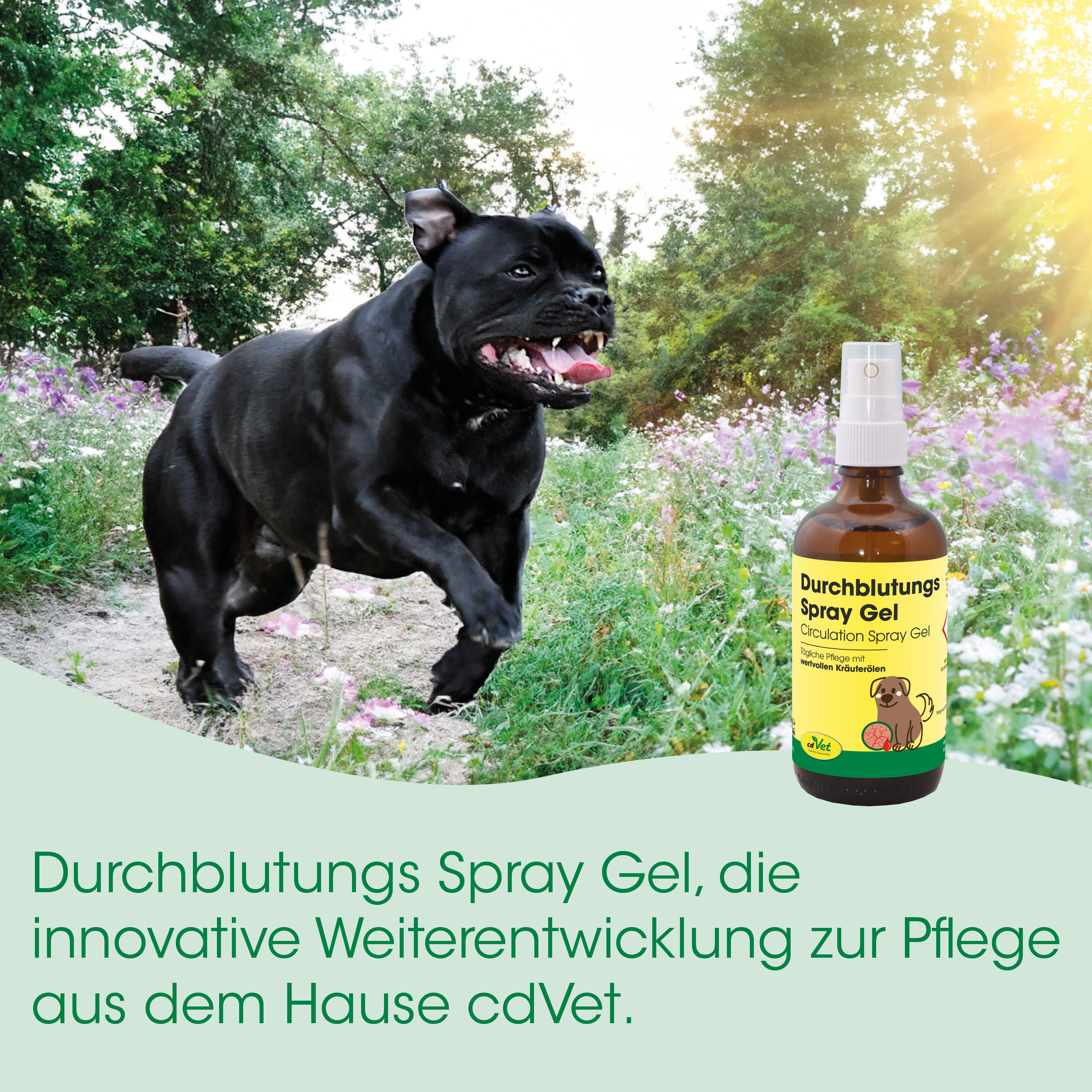 schwarzer hund, Hund, Spray-Flasche, Tierpflege, Durchblutungs Gel
