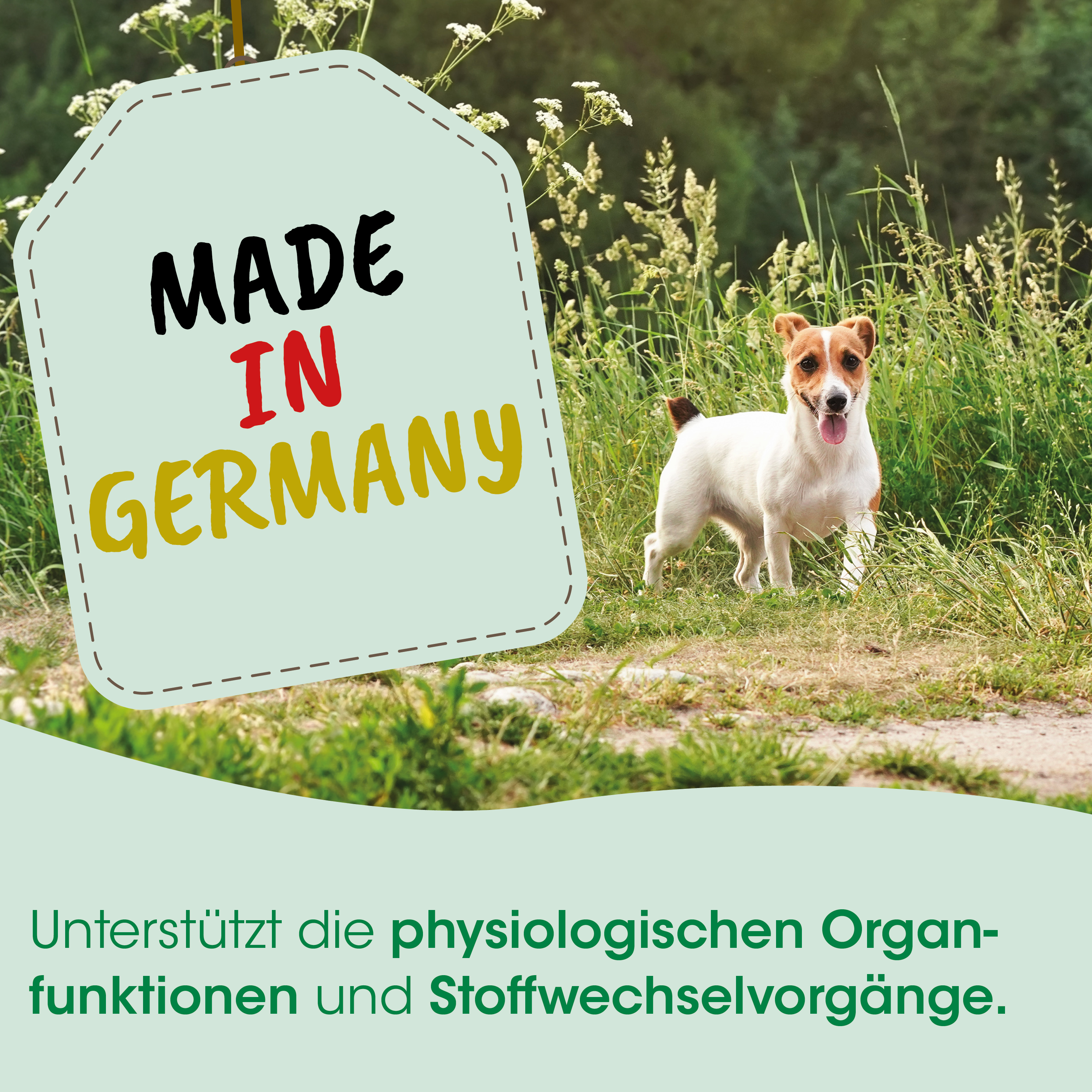 Hund, Jack Russell Terrier, kurzes Fell, weiß Braun, Draußen