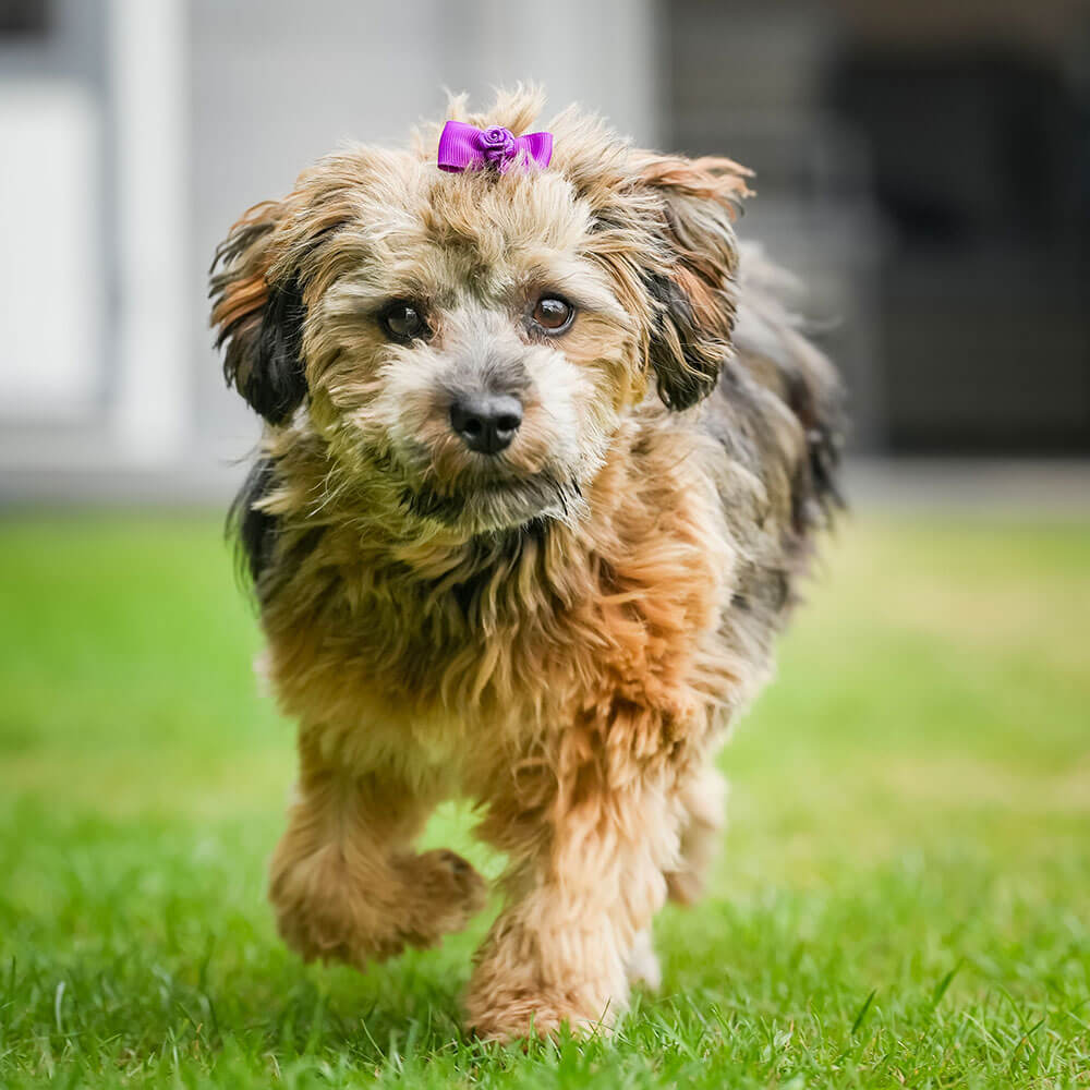 Gras, Hund, Haustier, Welpe