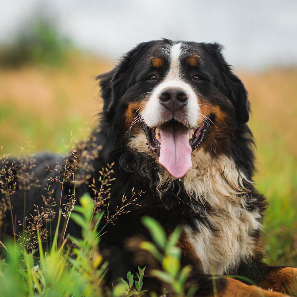 Hund, Säugetier, Haustier, Gras