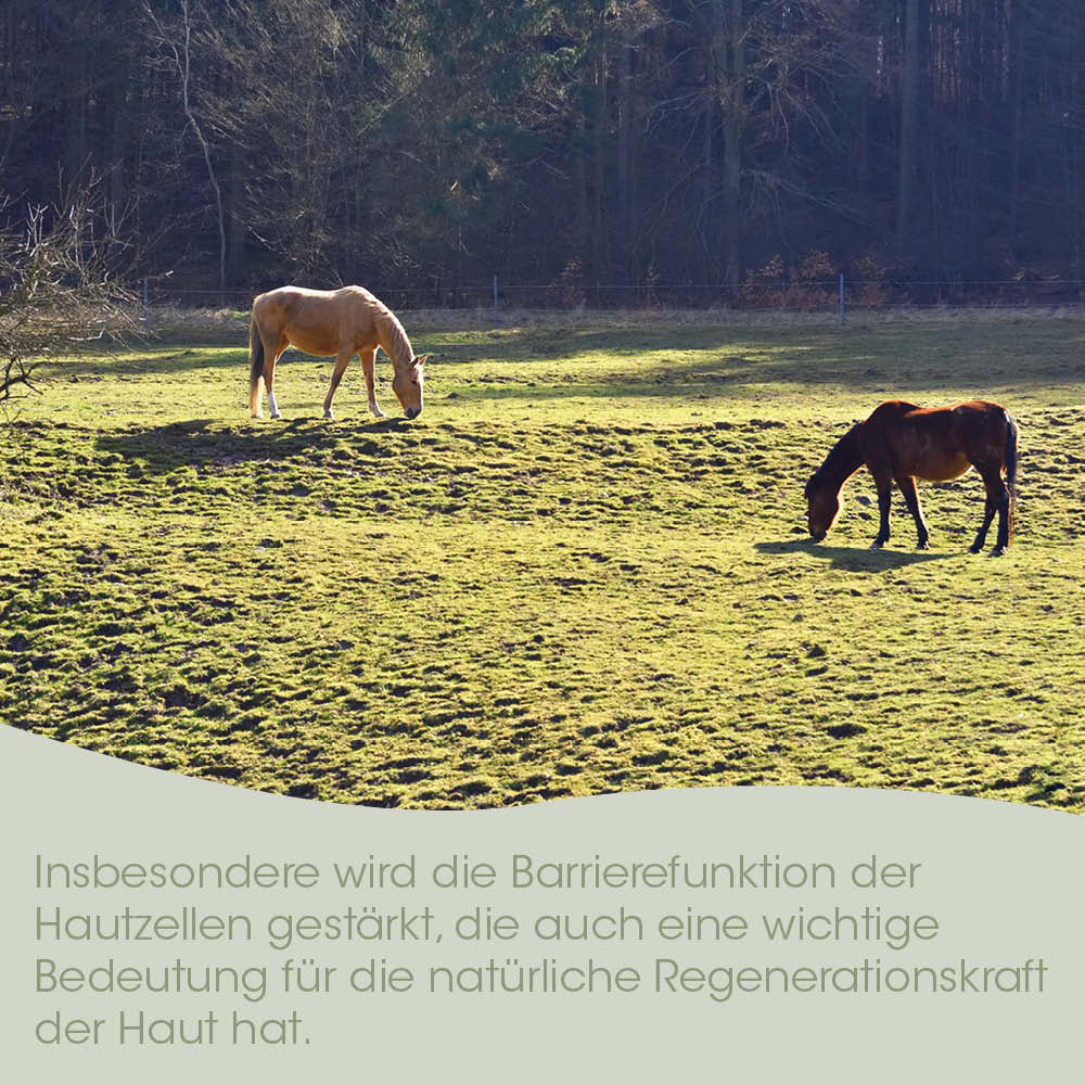Pferd, Weide, Pferde, Garten, Haltung