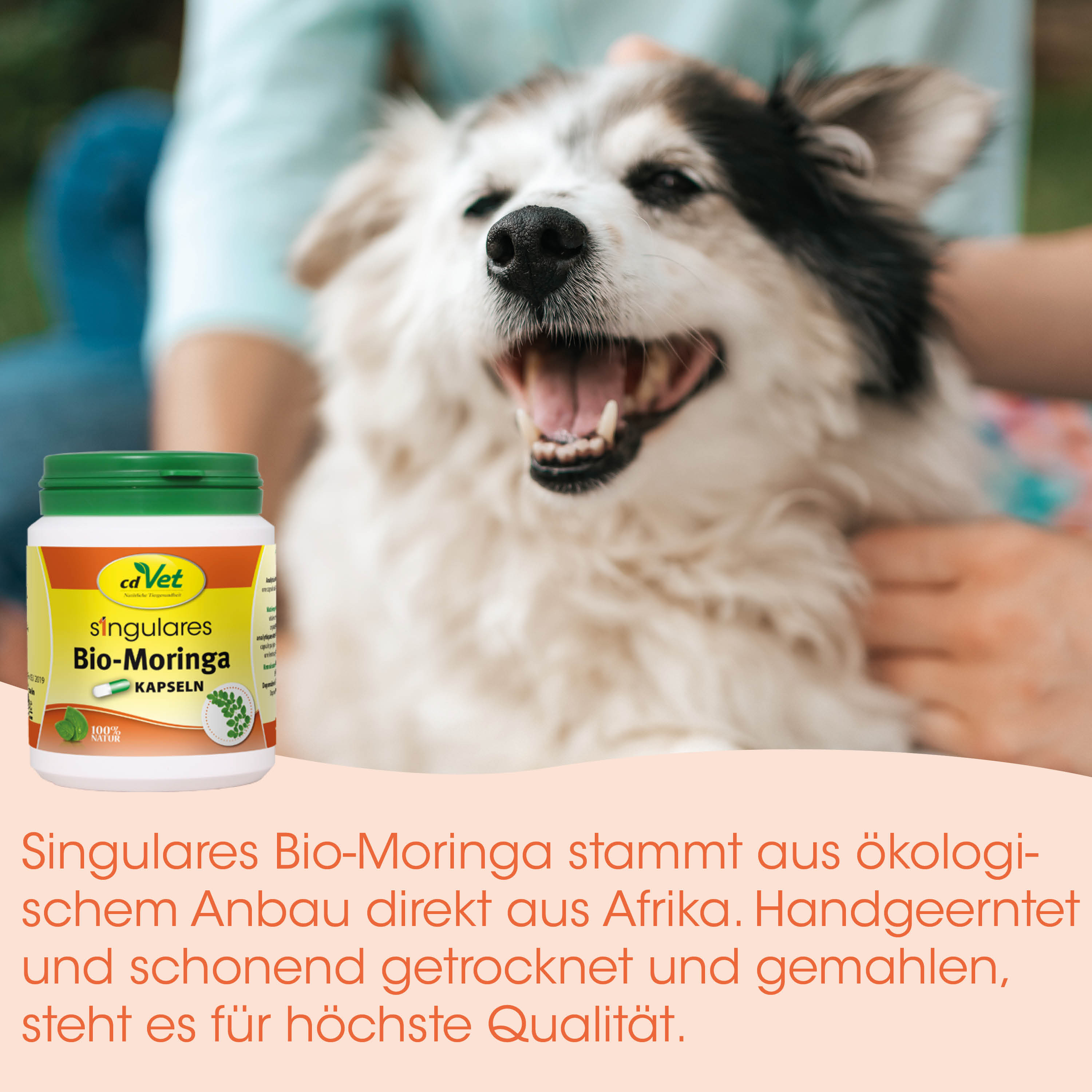dog supplement, Bio-Moringa, Kapseln, Bio, Tierpflege
