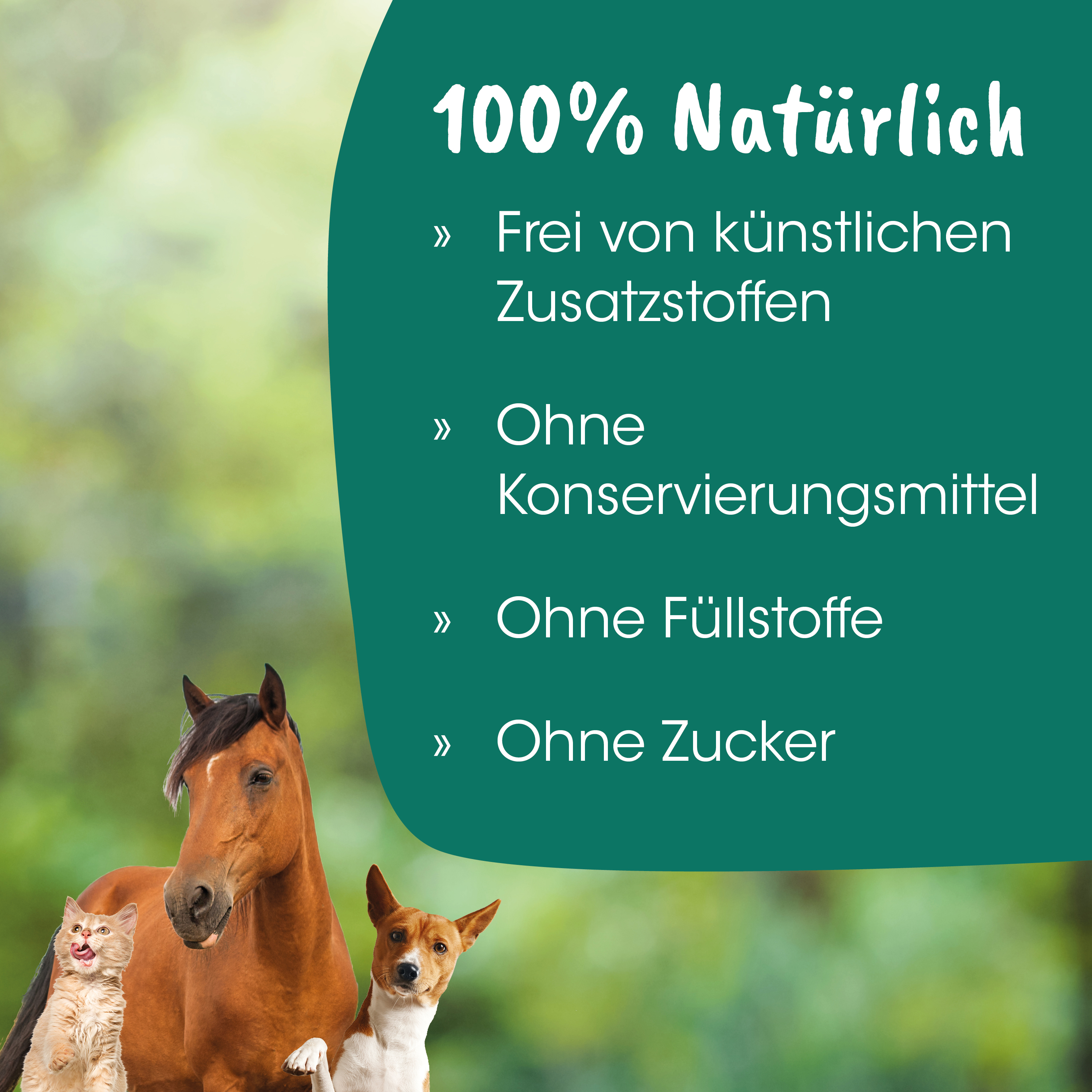 Pferd, Hund, Katze, Tier, Natur
