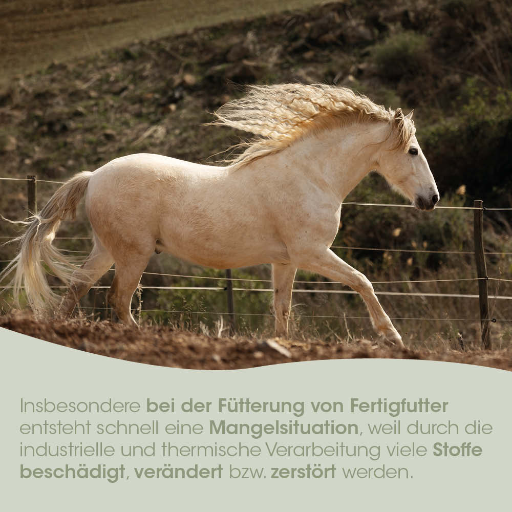 pferd, pferd galopp, creme farbe, mähne, weidelandschaft