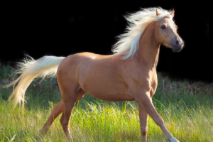 Tier, Colt Horse, Pferd, Säugetier