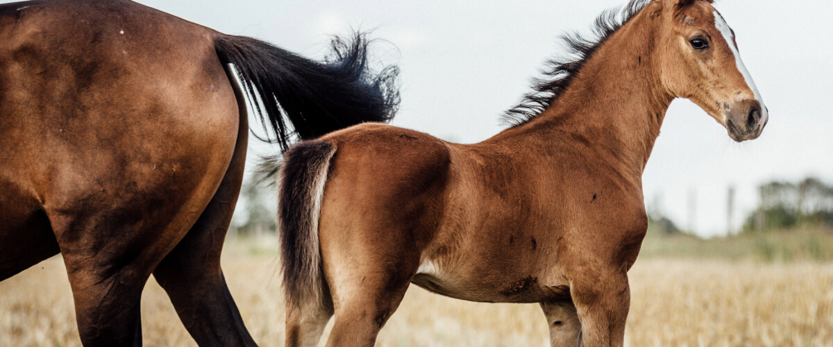 Tier, Colt Horse, Pferd, Säugetier, Fohlen