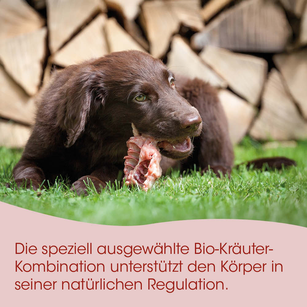 Hund, Tierfutter, Knochen, Gras, Holzstapel